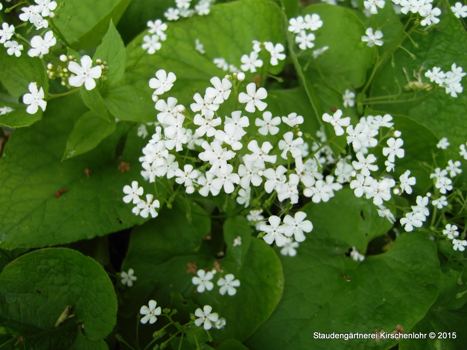 Brunnera macrophylla 'Betty Bowring'