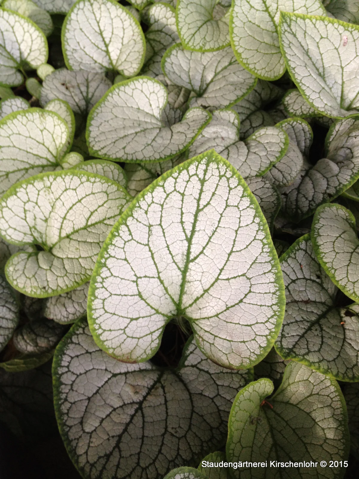 Brunnera macrophylla 'Silver Heart' ®