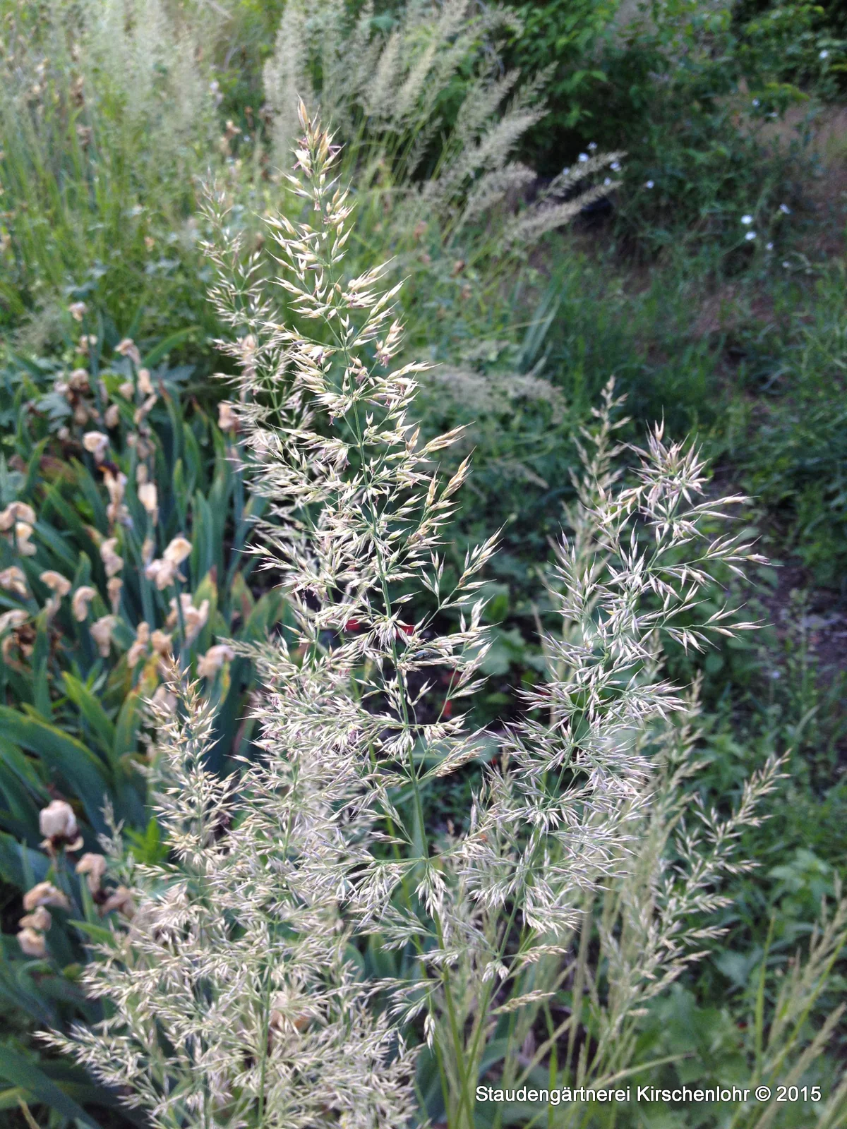 Calamagrostis arundinacea 'Mona' (brachytricha)