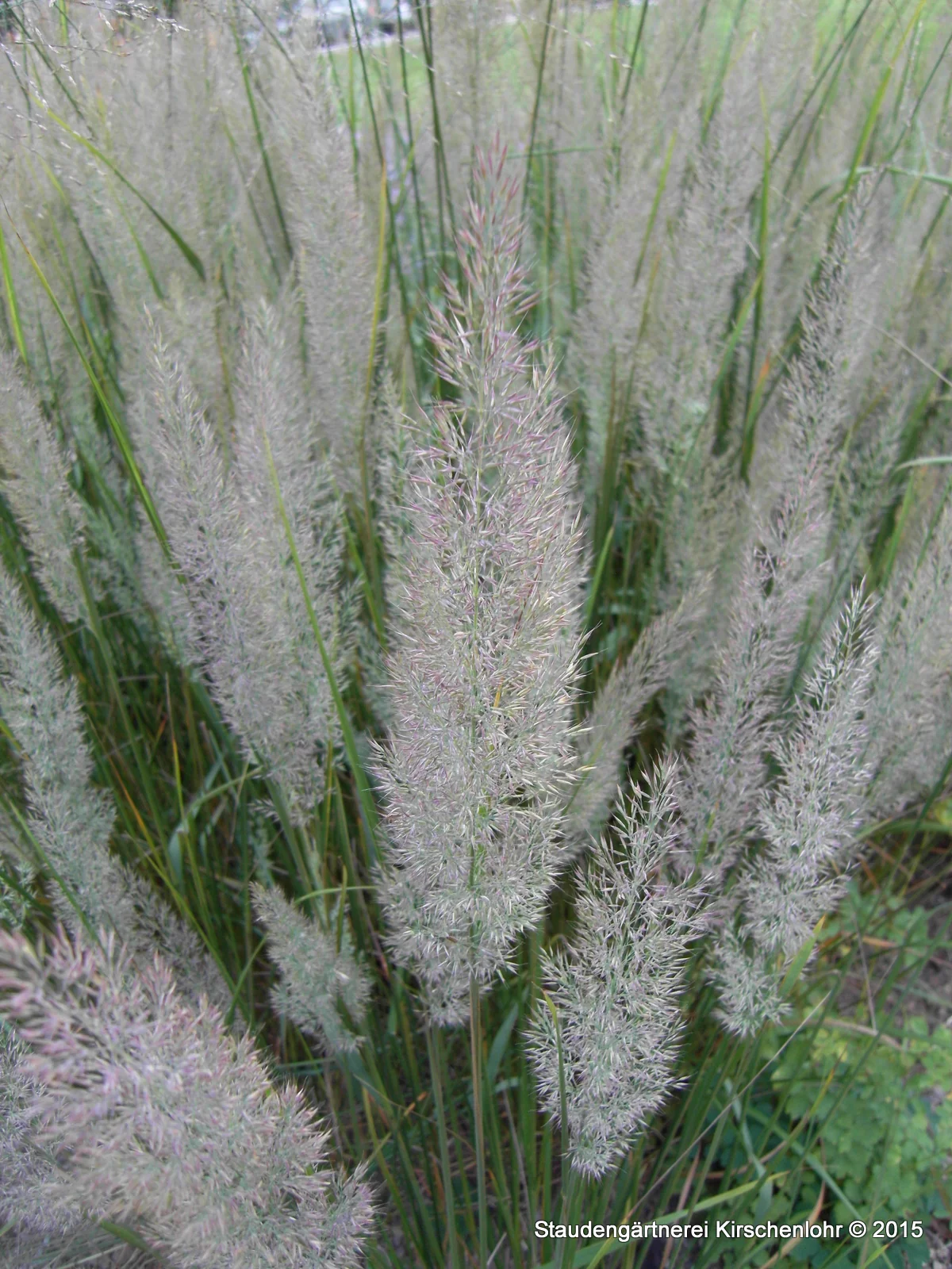 Calamagrostis arundinacea 'Richard Lighty' gen.
