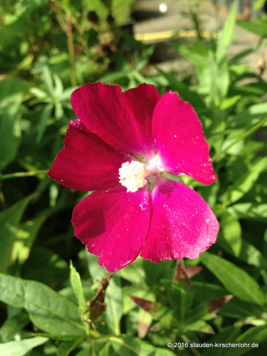 Callirhoe bushii