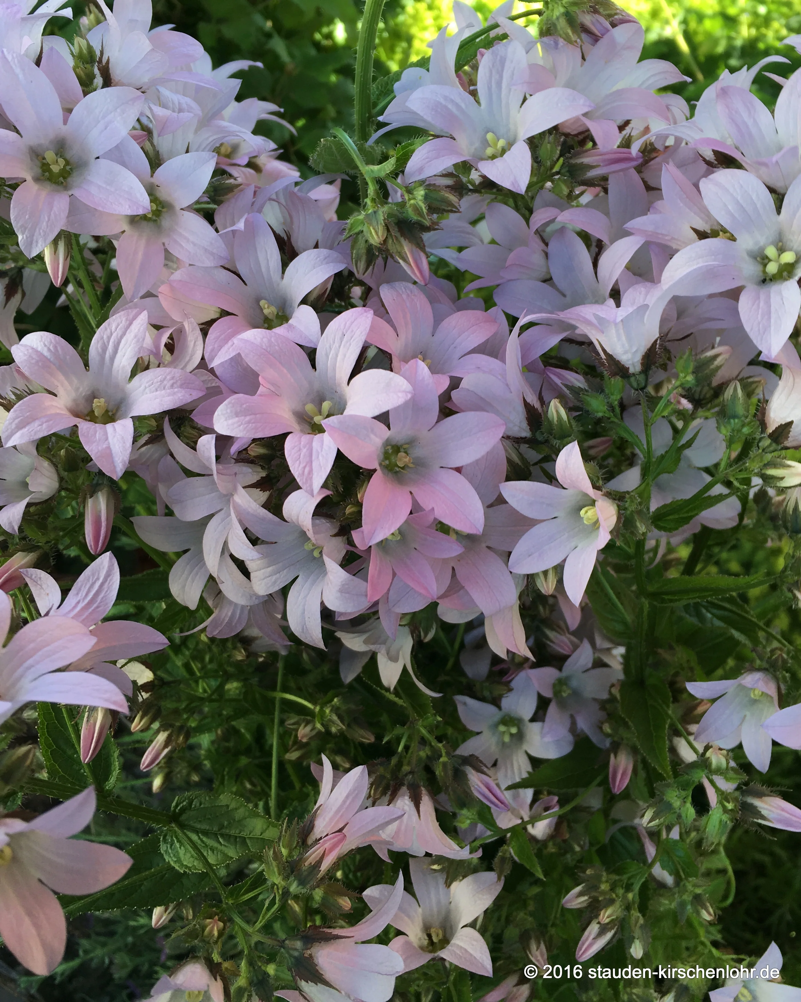 Campanula lactiflora 'Loddon Anne'