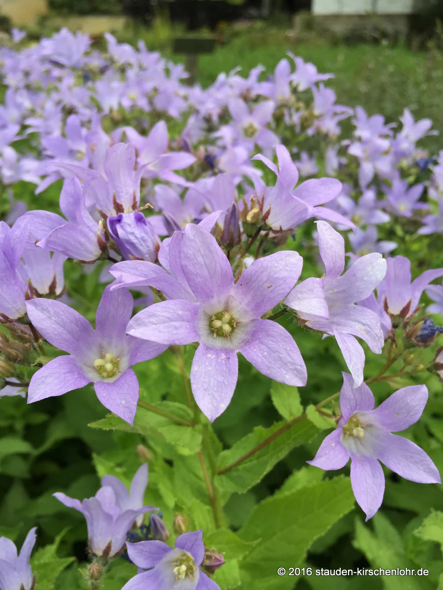 Campanula lactiflora 'Prichard´s Var.'