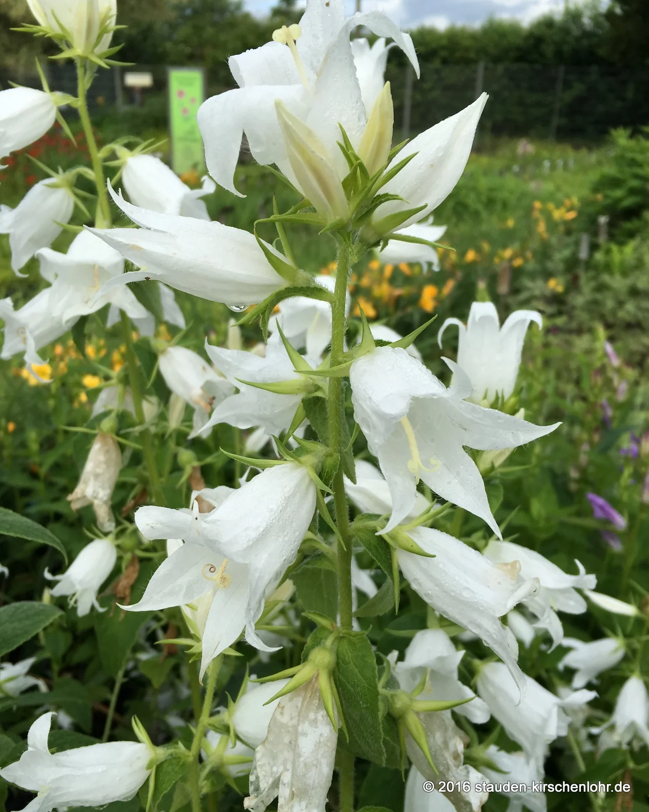 Campanula latifolia var. macrantha 'Alba'