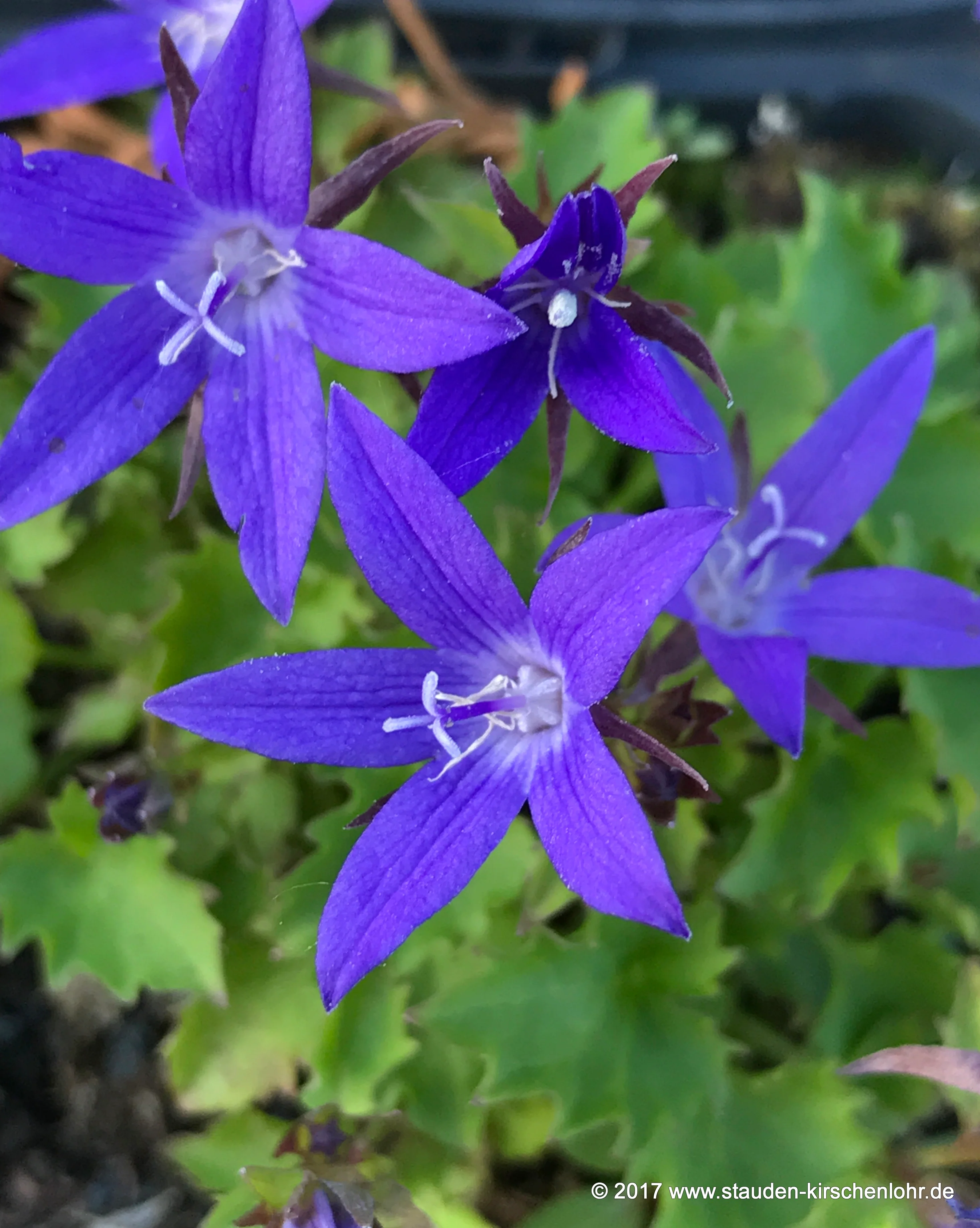 Campanula poscharskyana 'Stella'