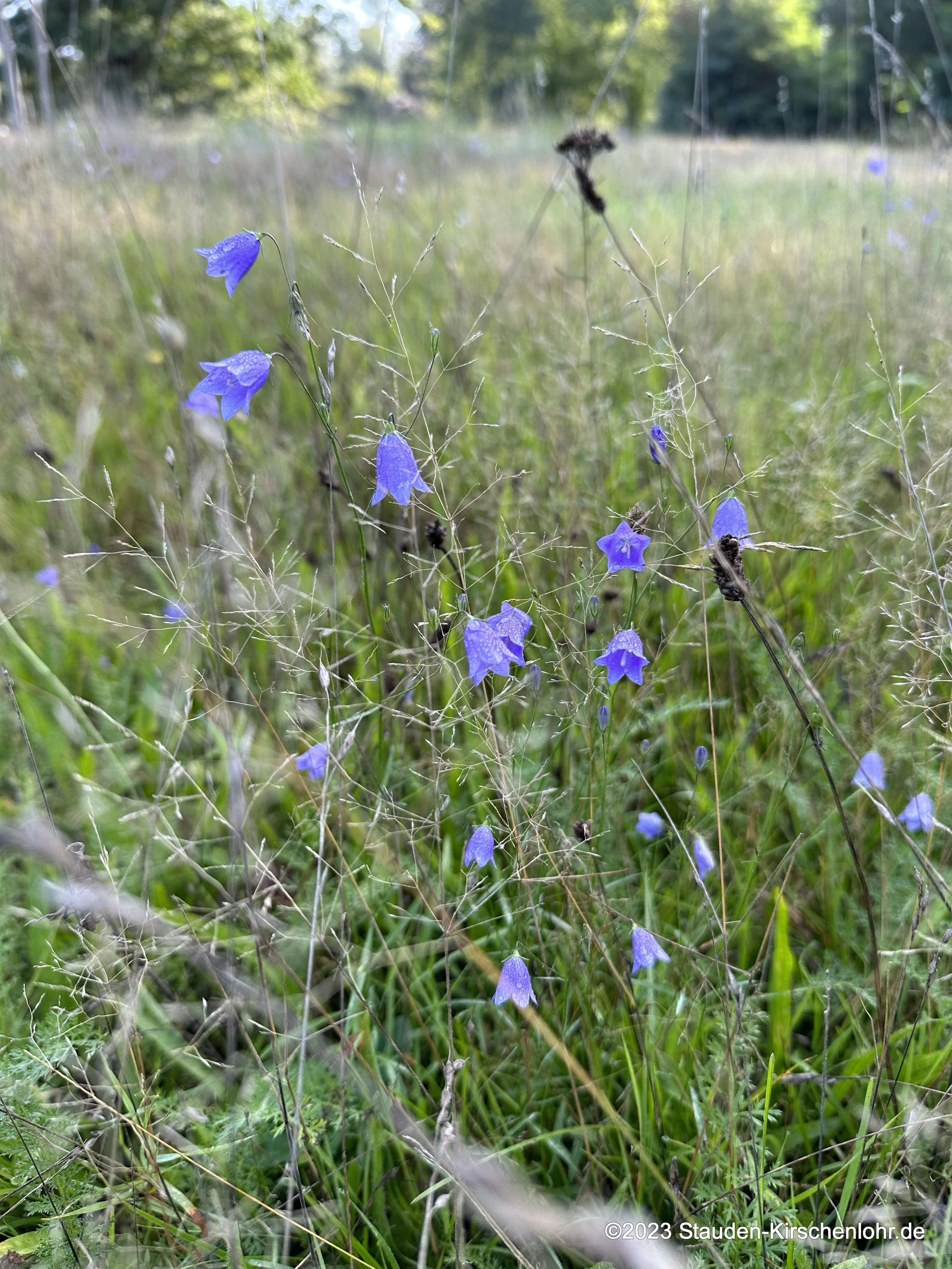 Campanula rotundifolia
