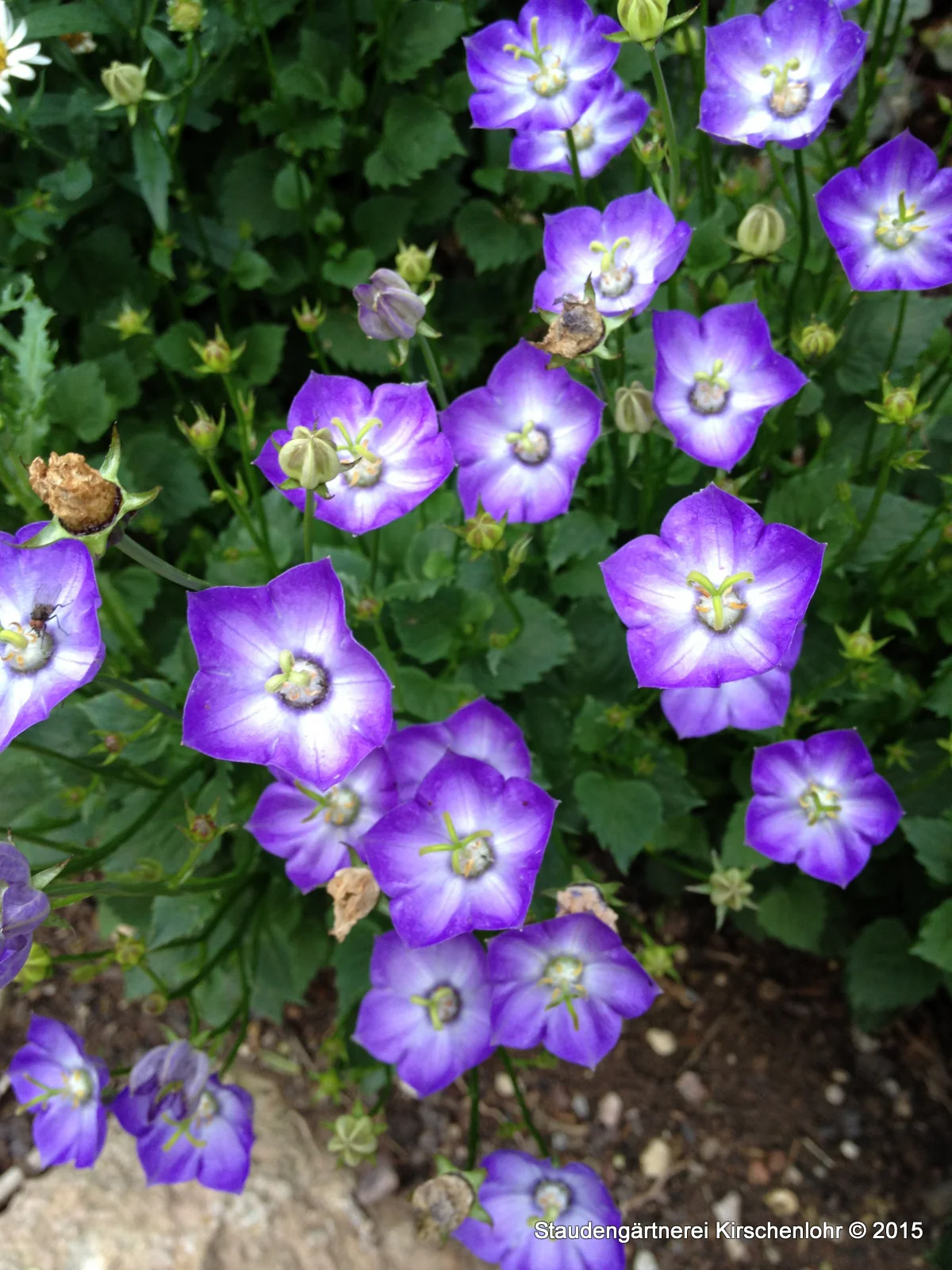 Campanula 'Samantha'