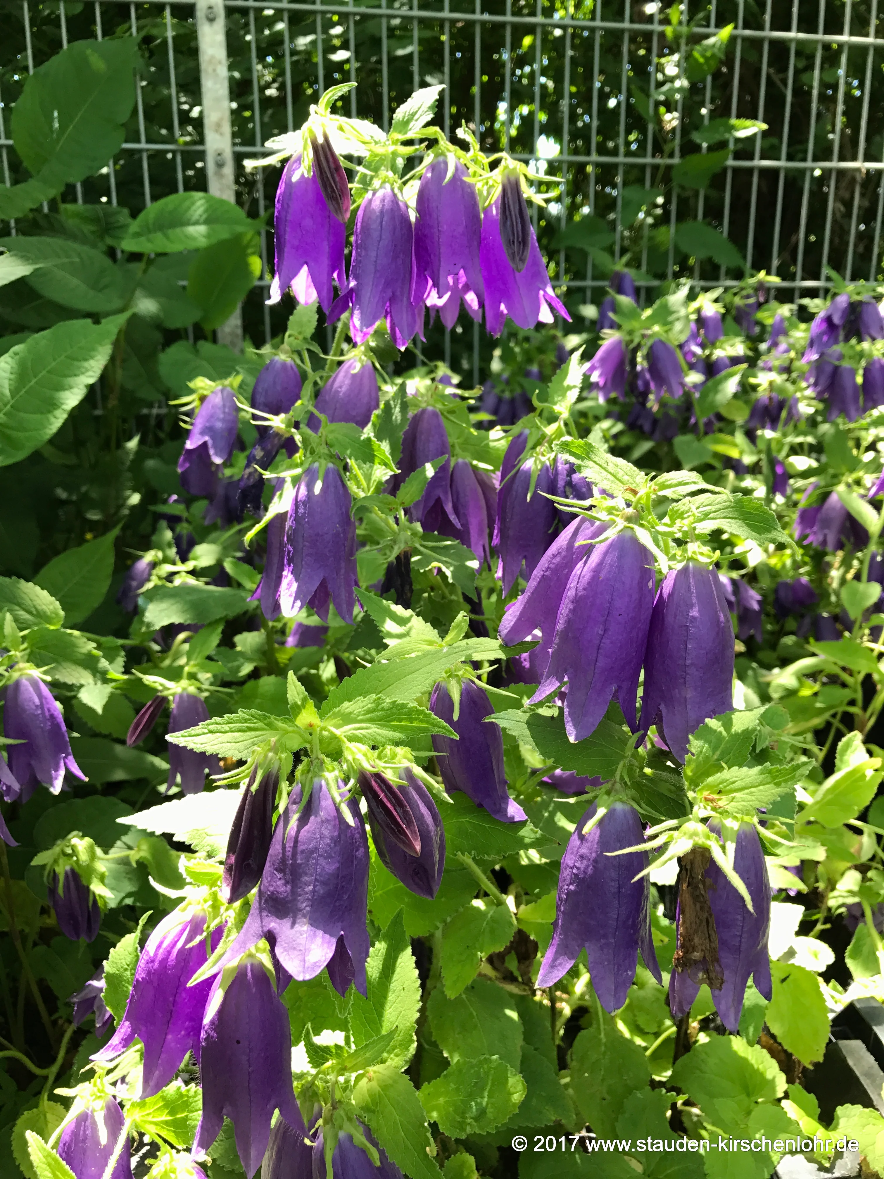 Campanula 'Sarastro'