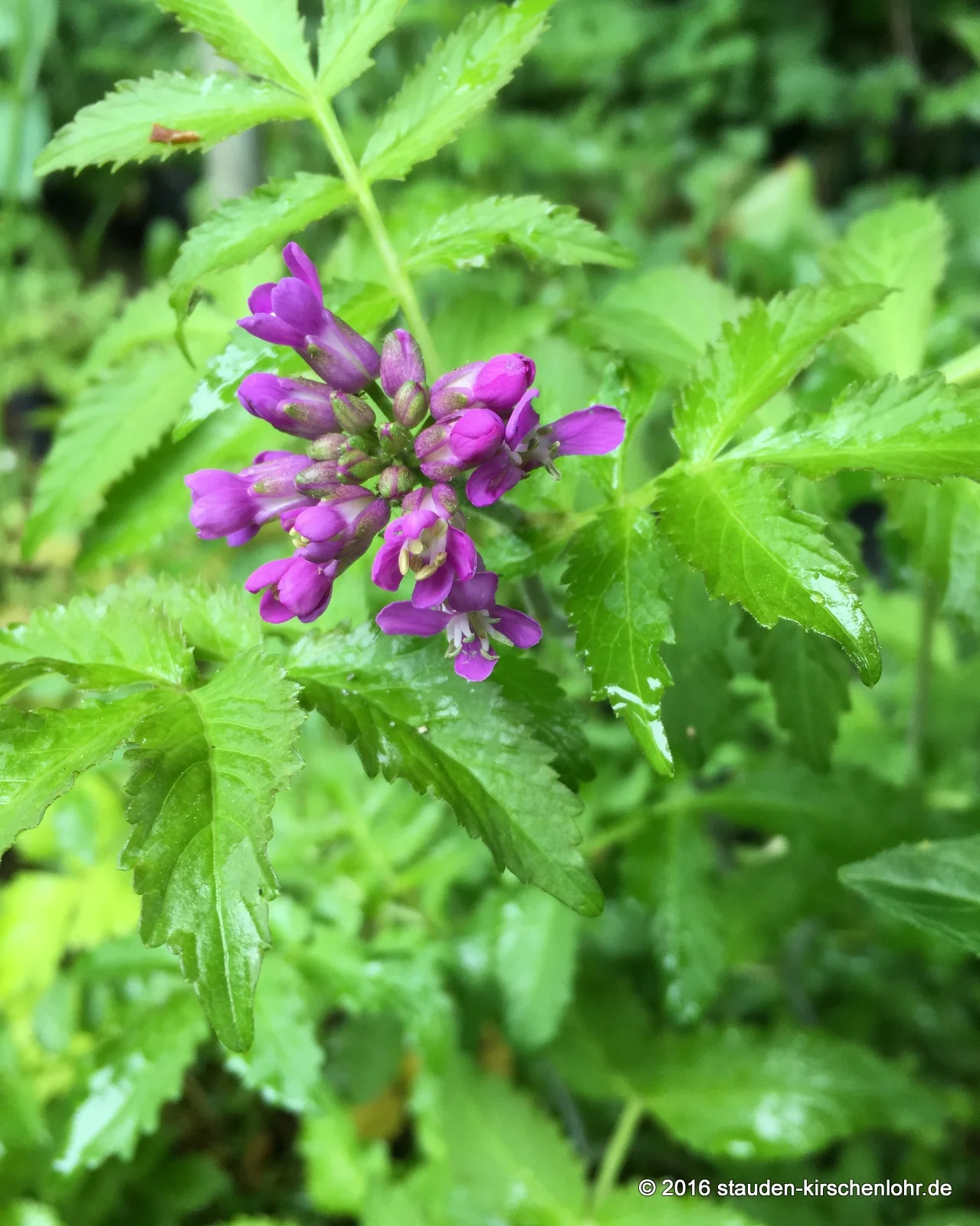 Cardamine macrophylla 'Bright and Bronzy' NIS