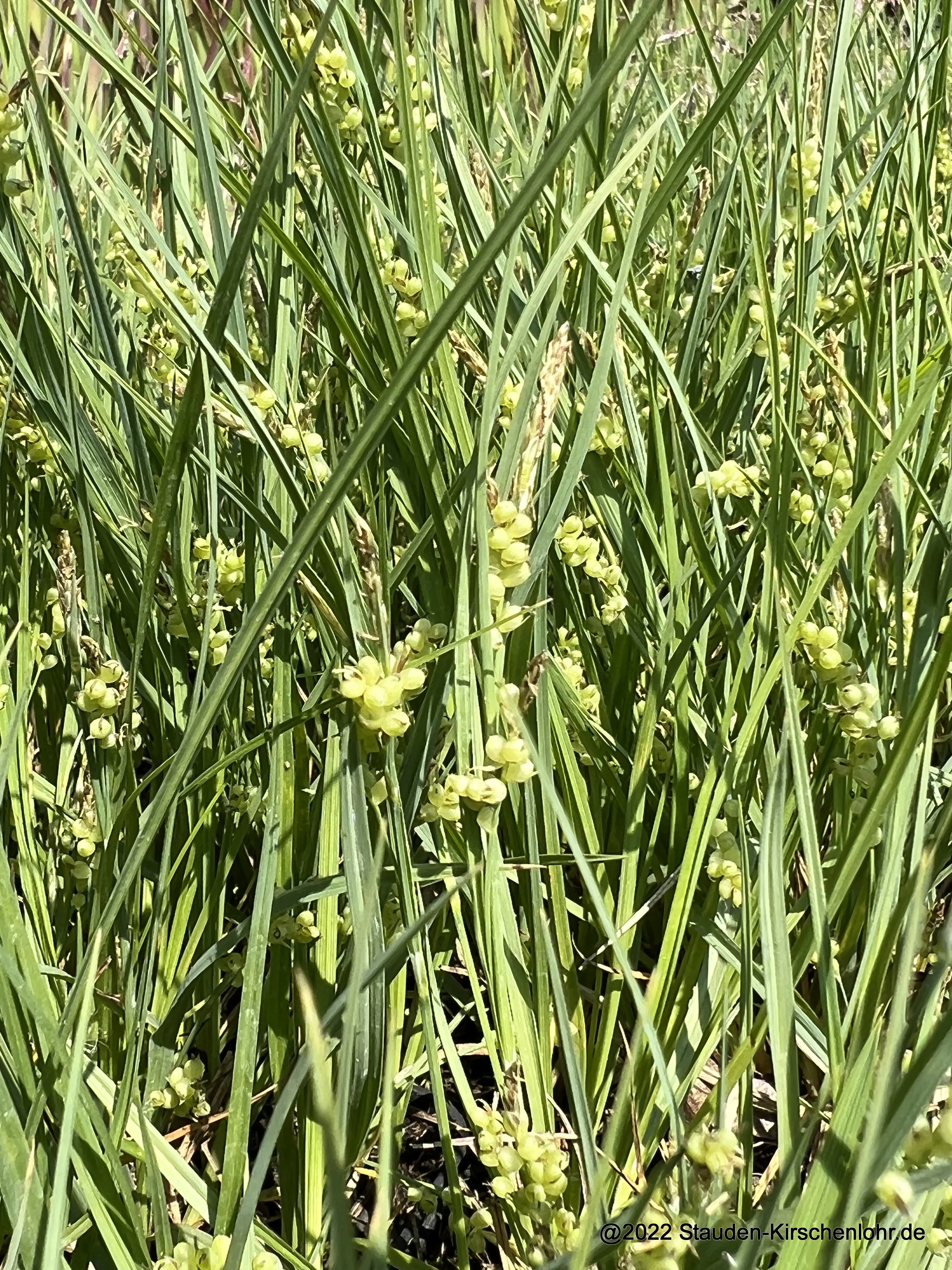 Carex aurea