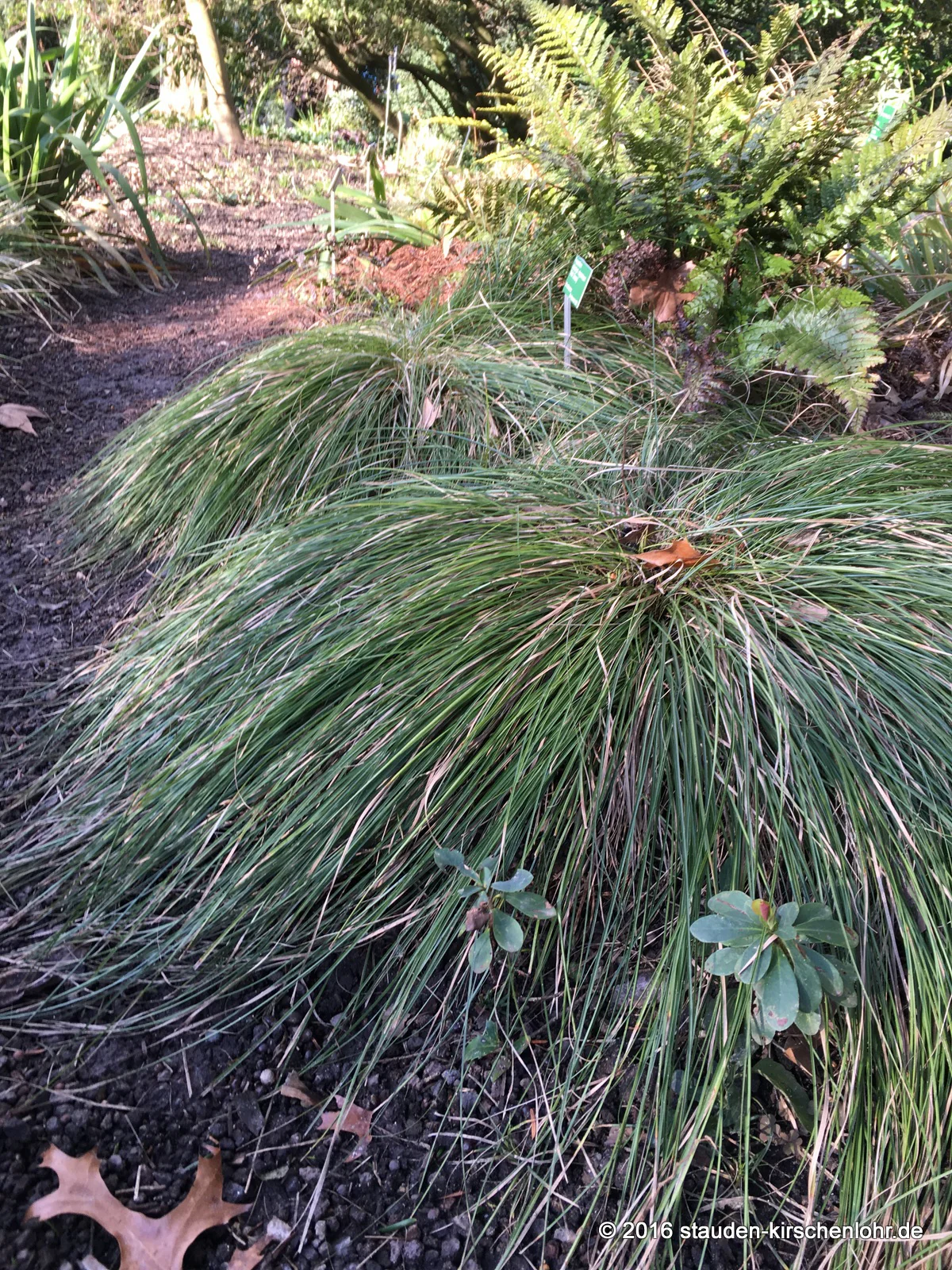 Carex bromoides