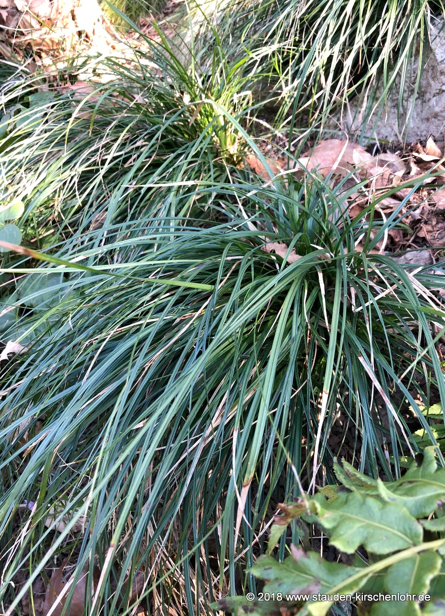 Carex conica