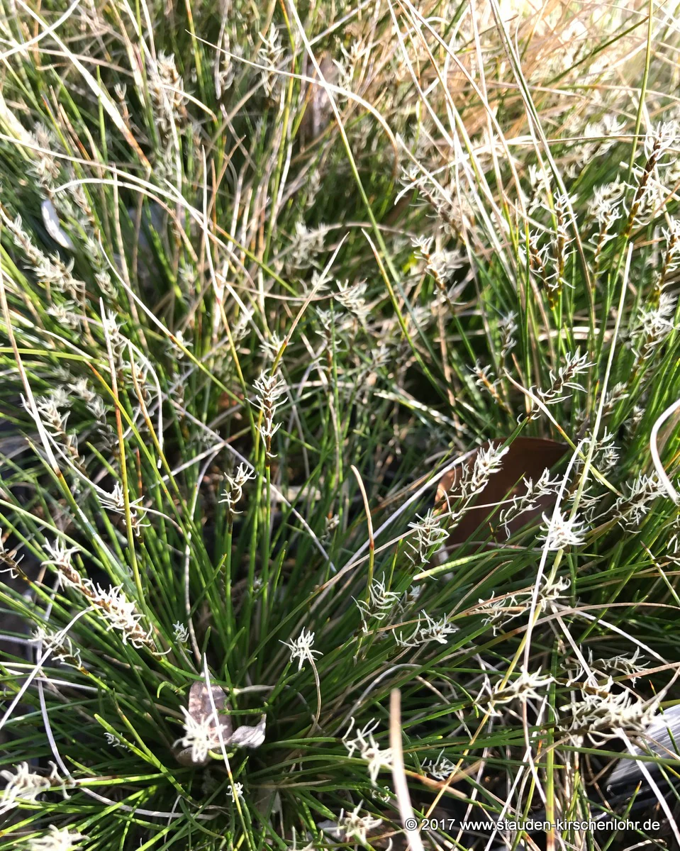Carex davalliana