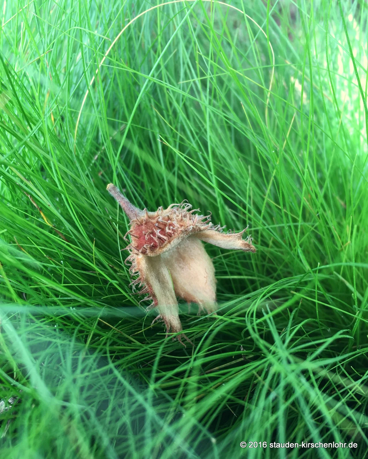 Carex eburnea