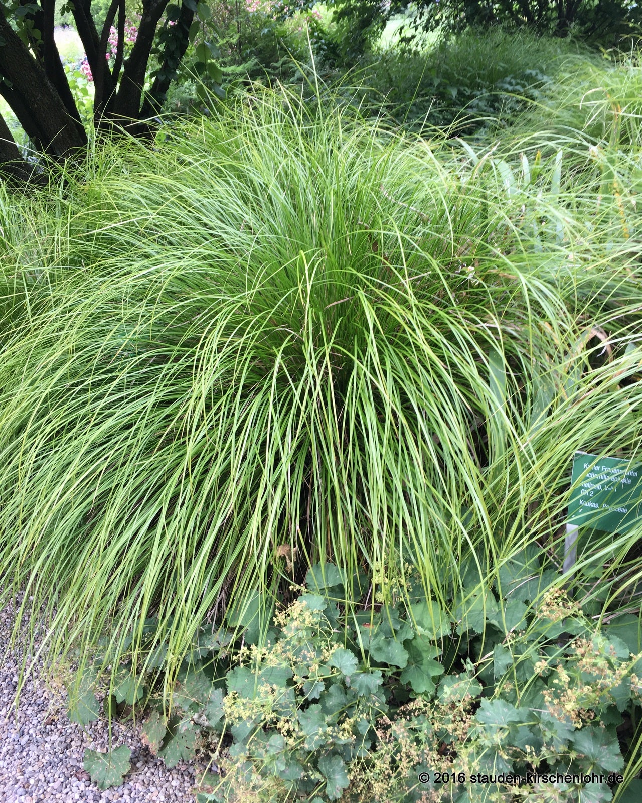 Carex lenta 'Osaka'