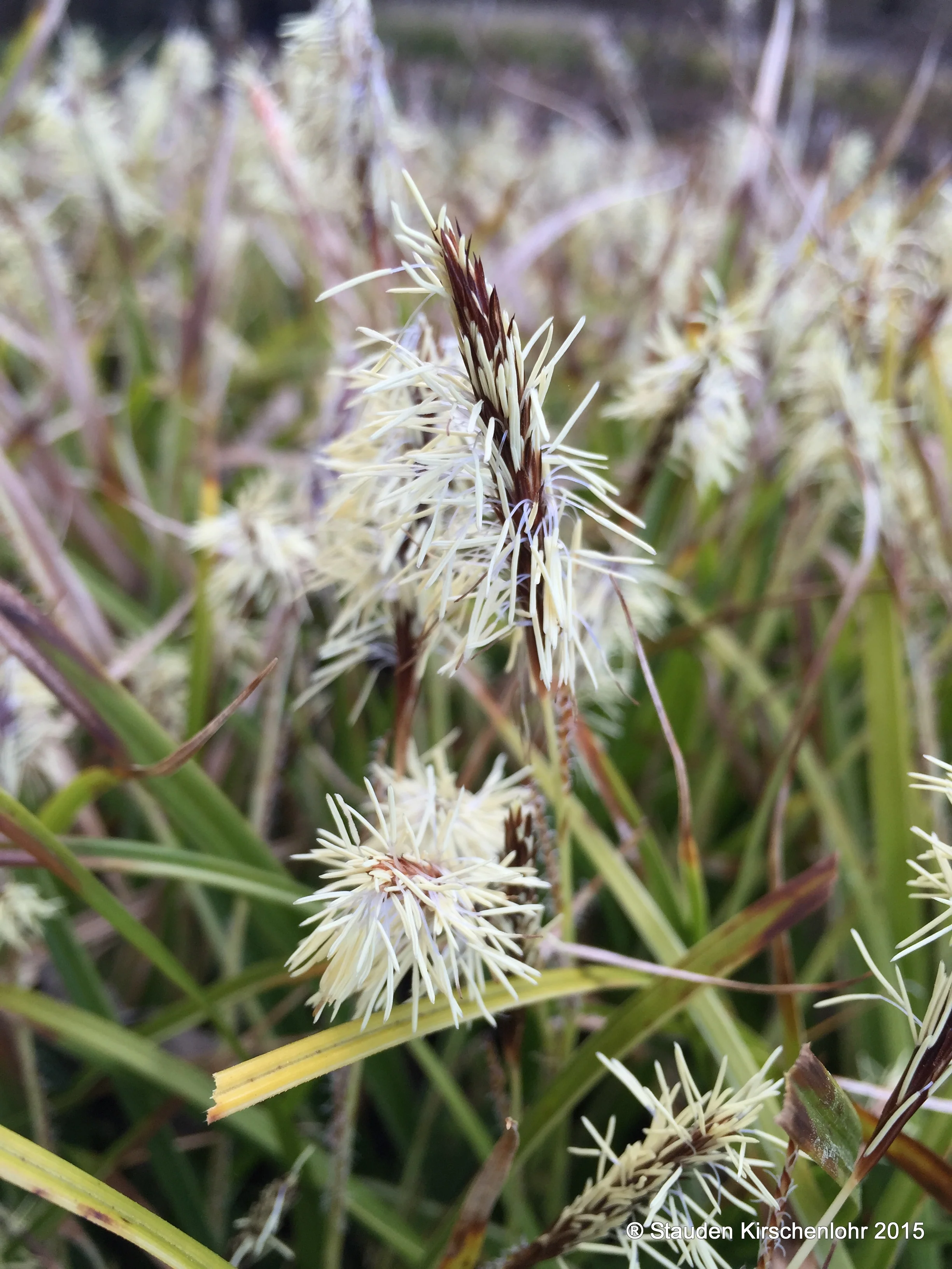 Carex morrowii 'Variegata'
