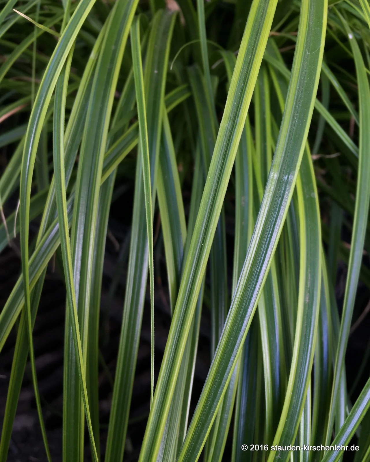 Carex oshimensis 'Everlime' ® NIS