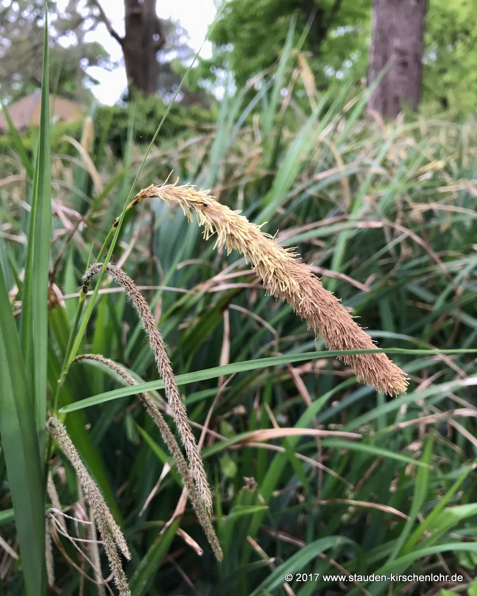Carex pendula