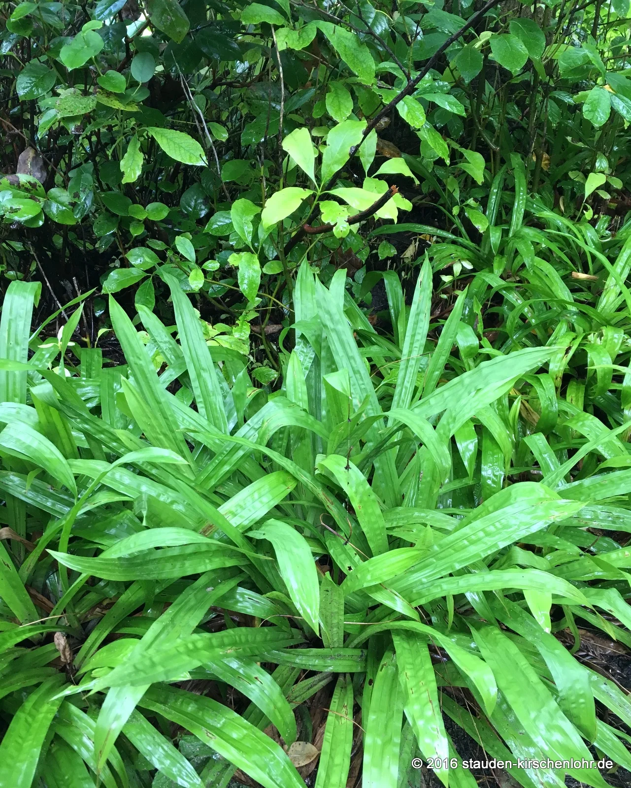 Carex plantaginea