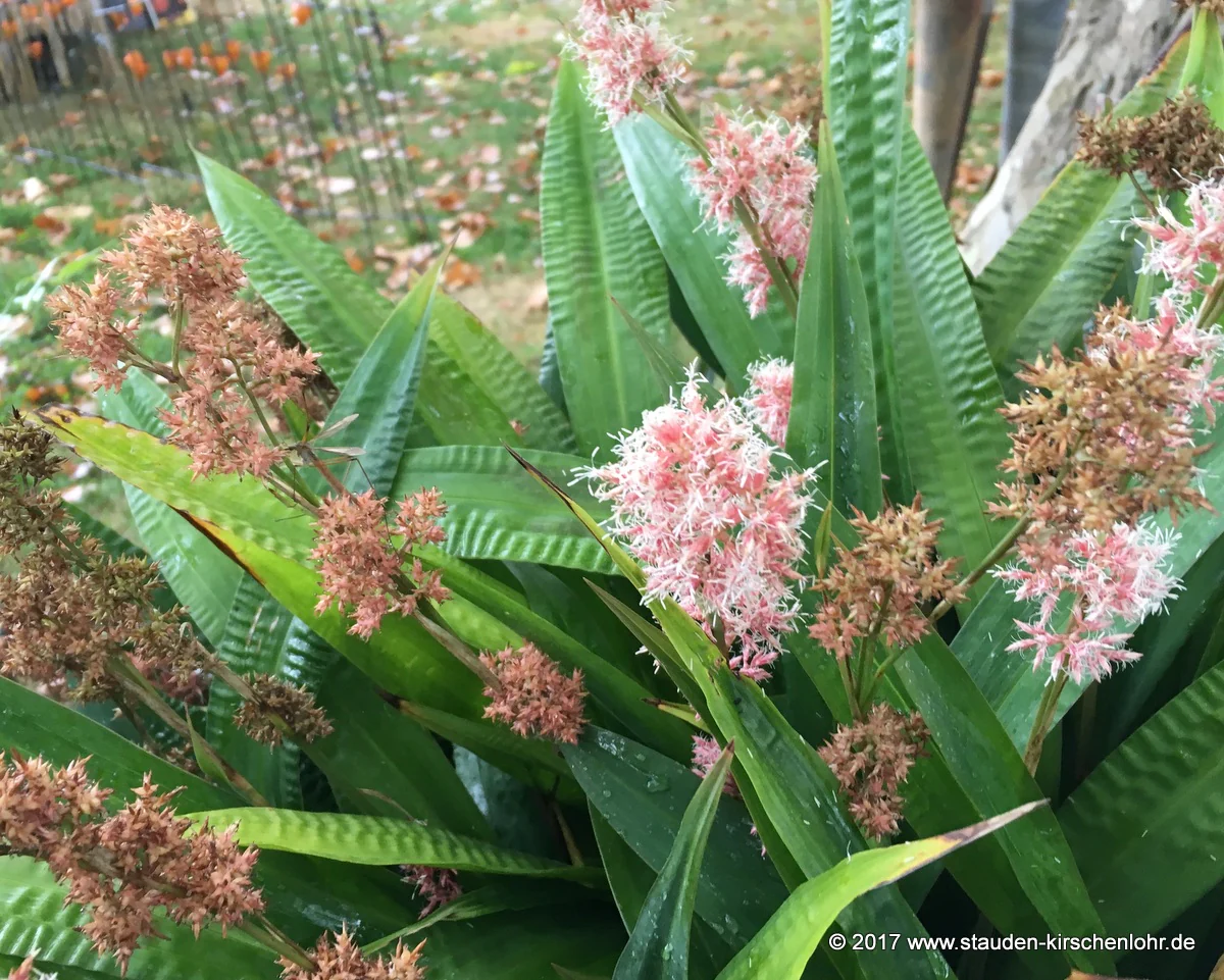 Carex scaposa