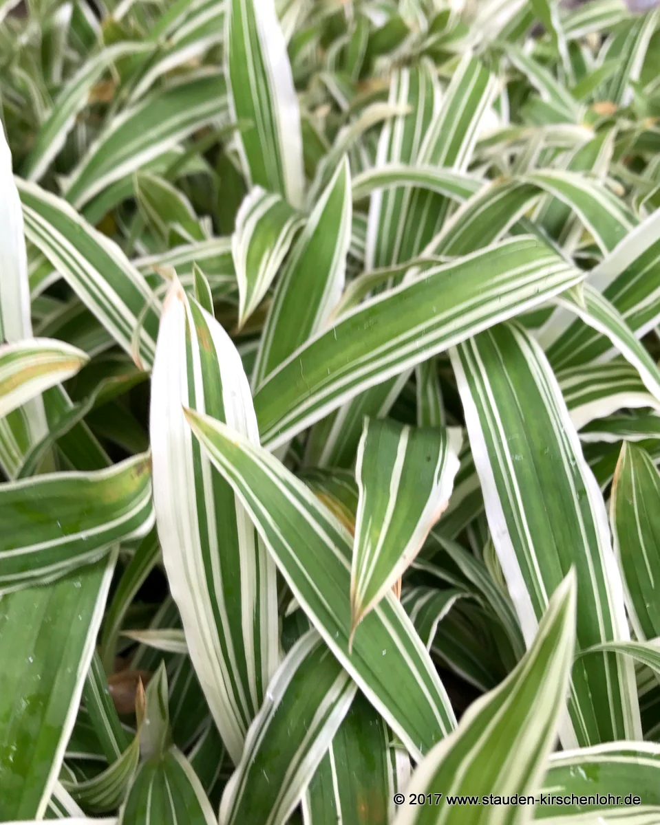 Carex siderosticta var. pilosa 'Treasure Island'