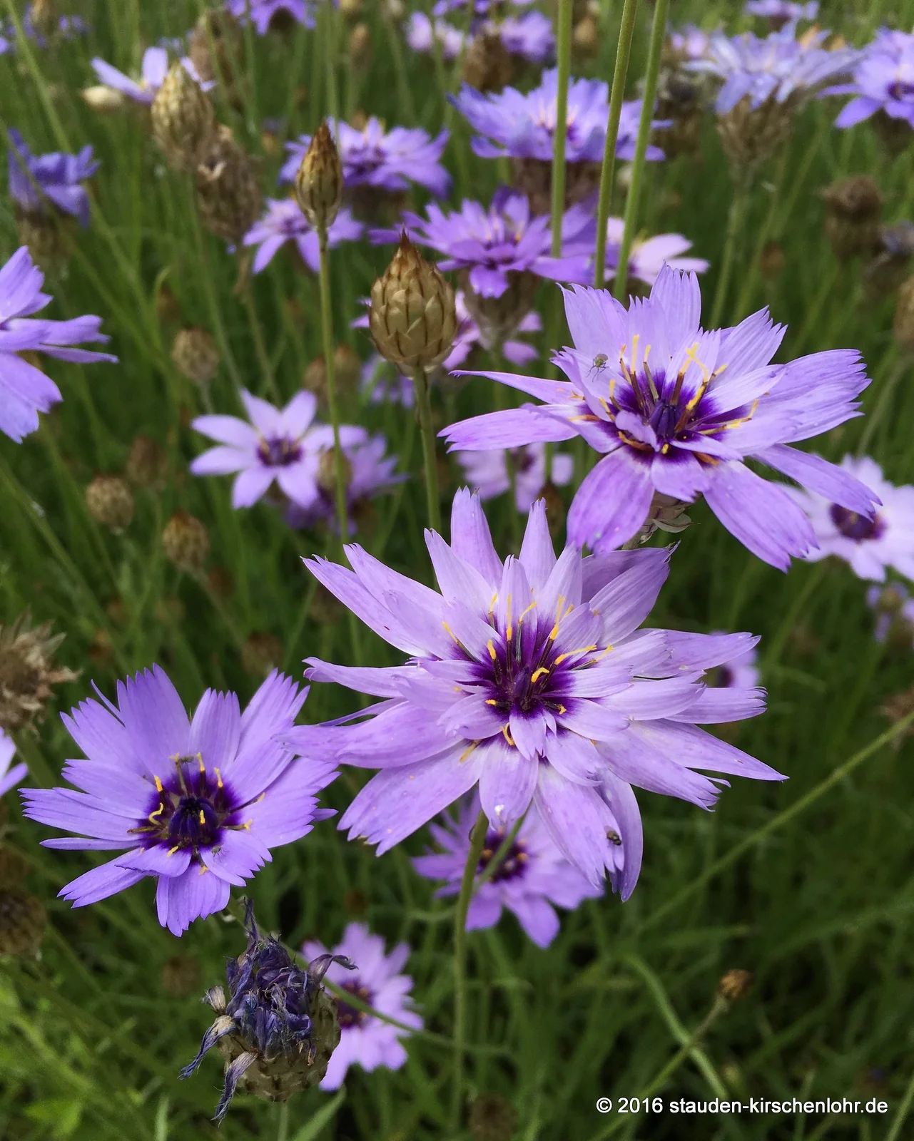 Catananche caerulea