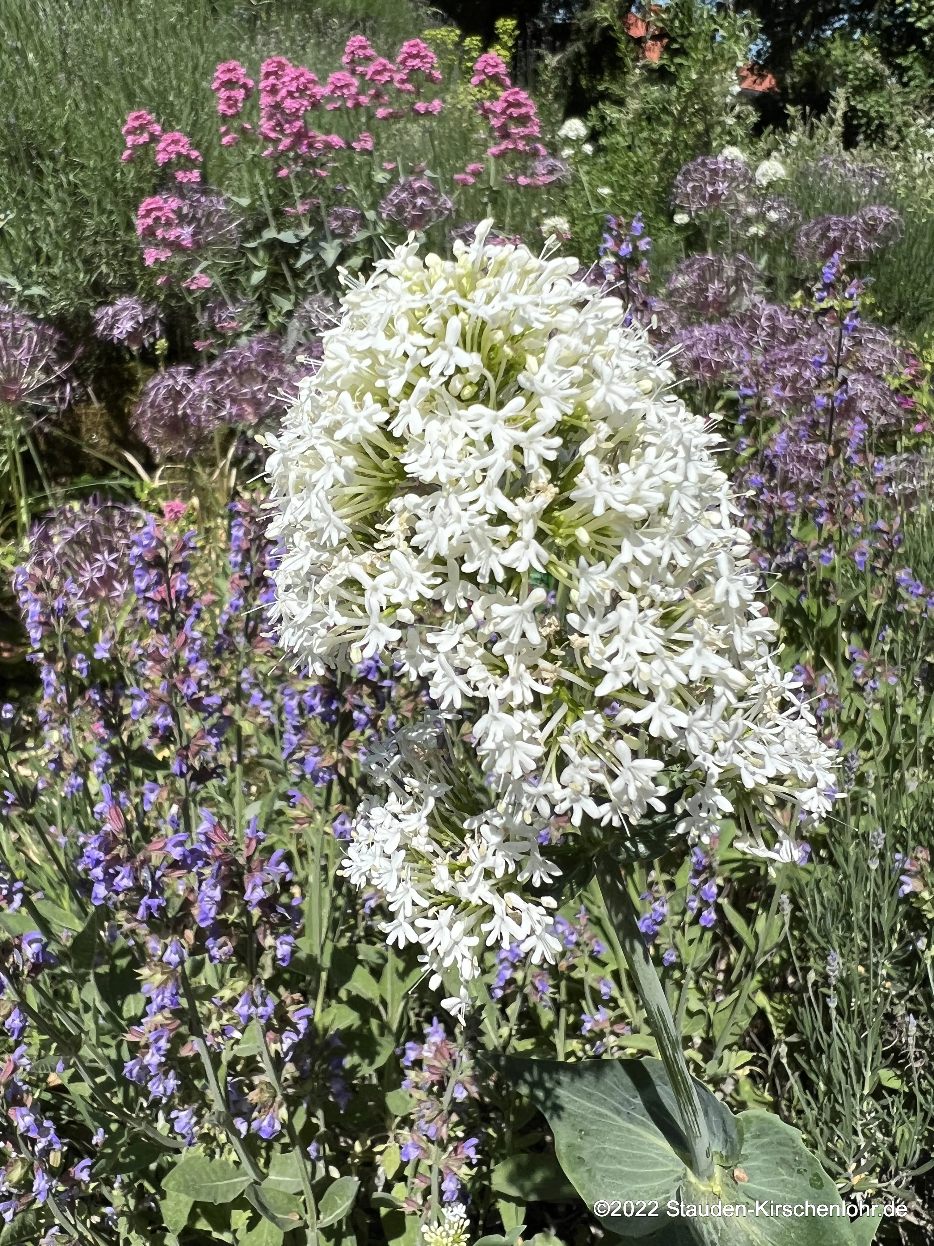 Centranthus ruber 'Albiflorus'