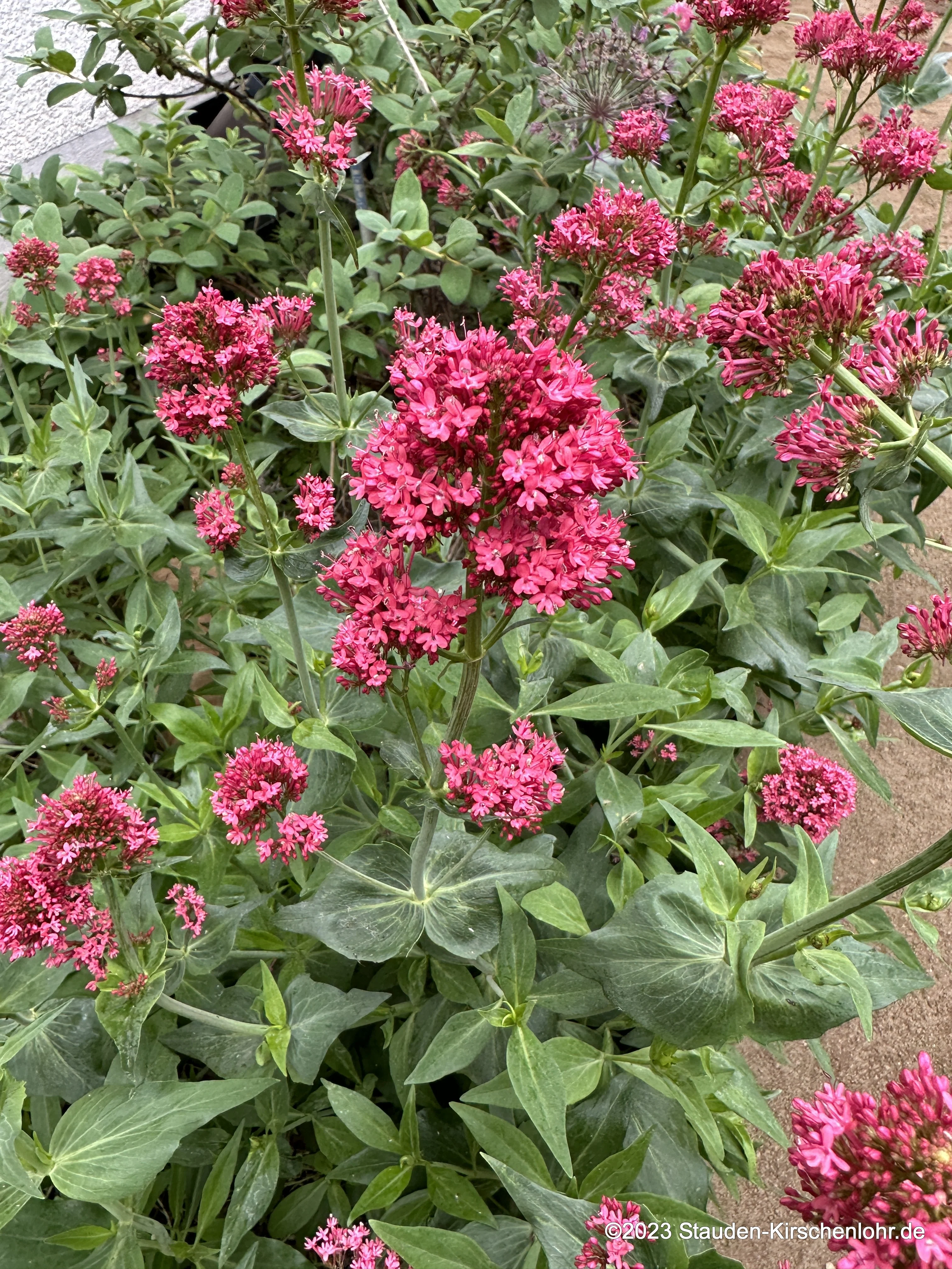 Centranthus ruber 'Coccineus'