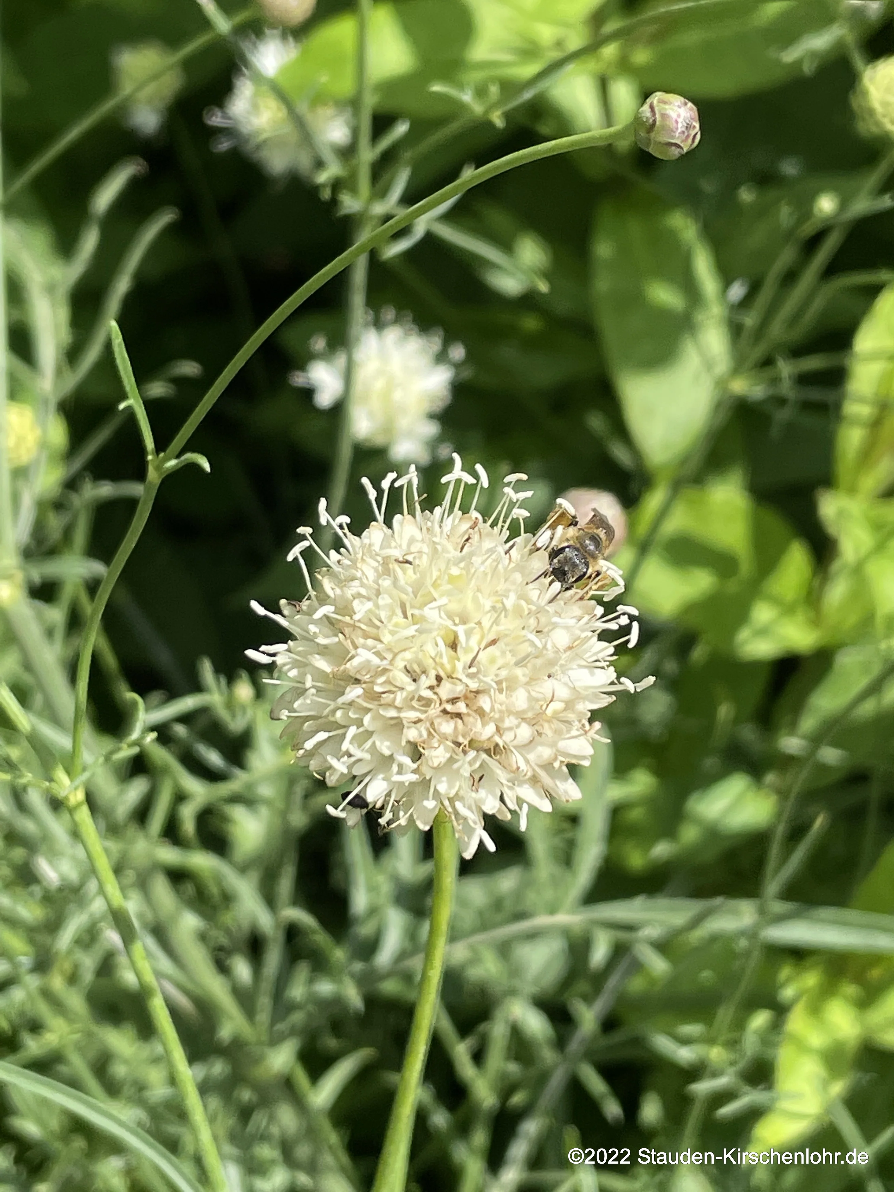 Cephalaria leucantha 'Villa Talla' SCHM2016-37