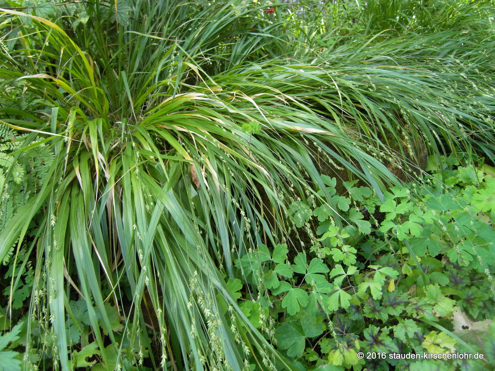 Chasmanthium laxum