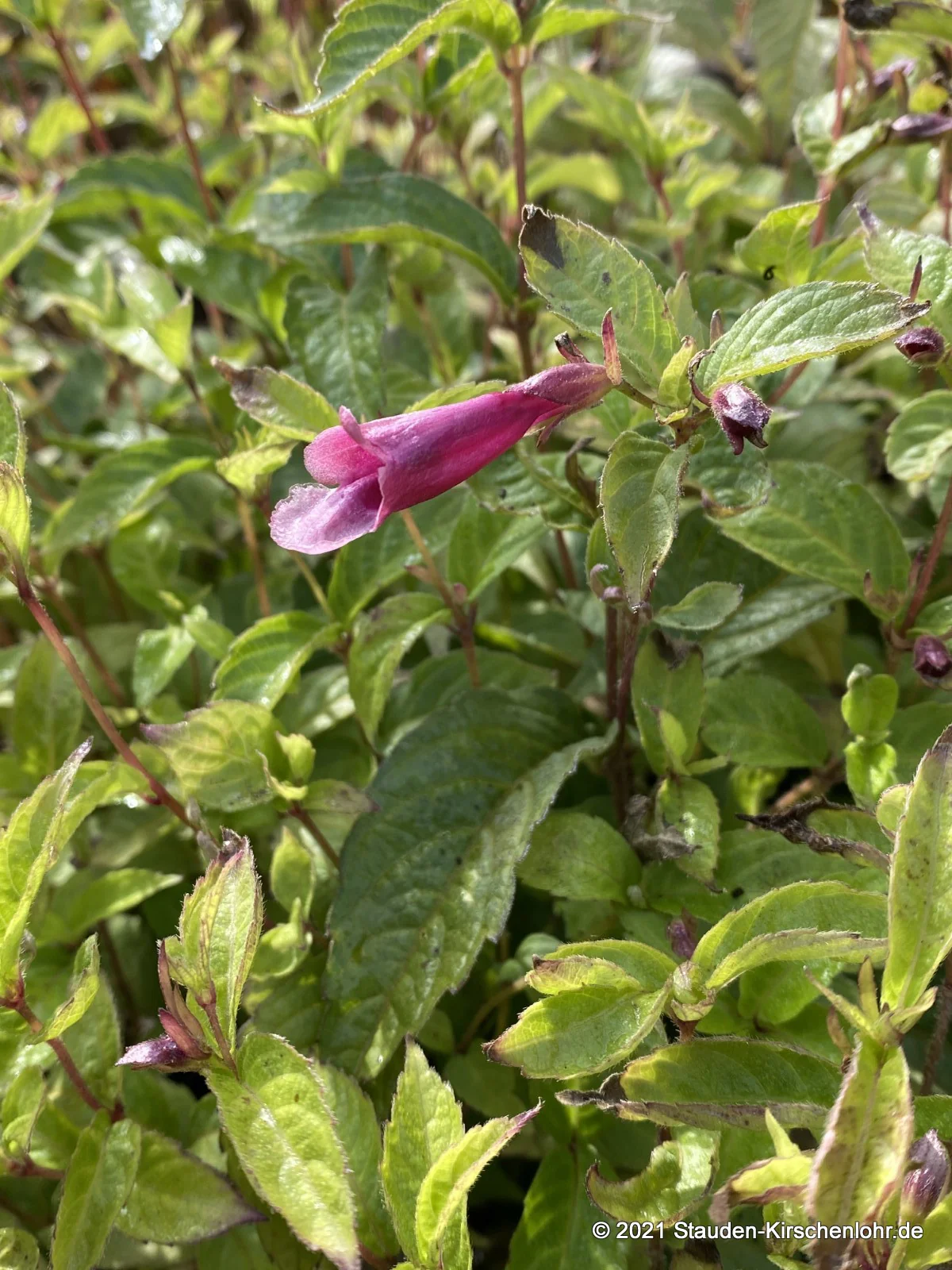 Chelonopsis moschata