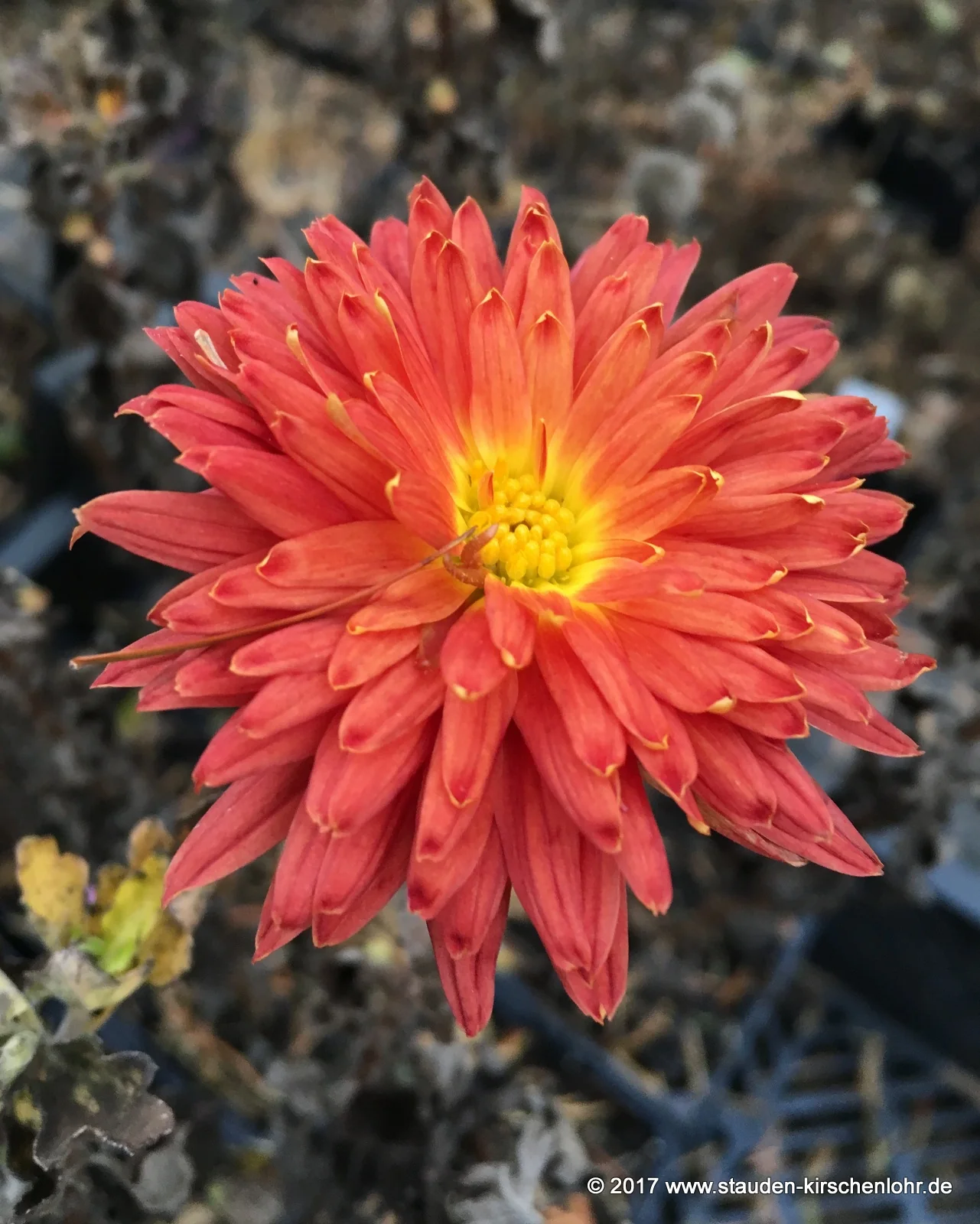 Chrysanthemum 'Schwabenstolz'