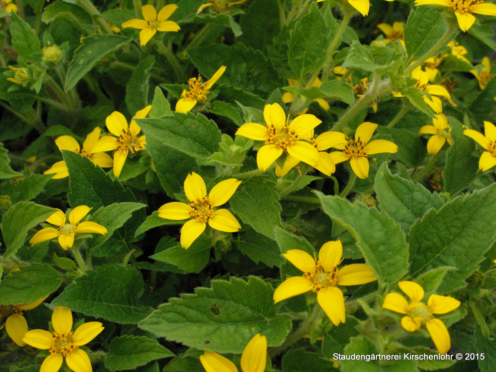 Chrysogonum virginianum
