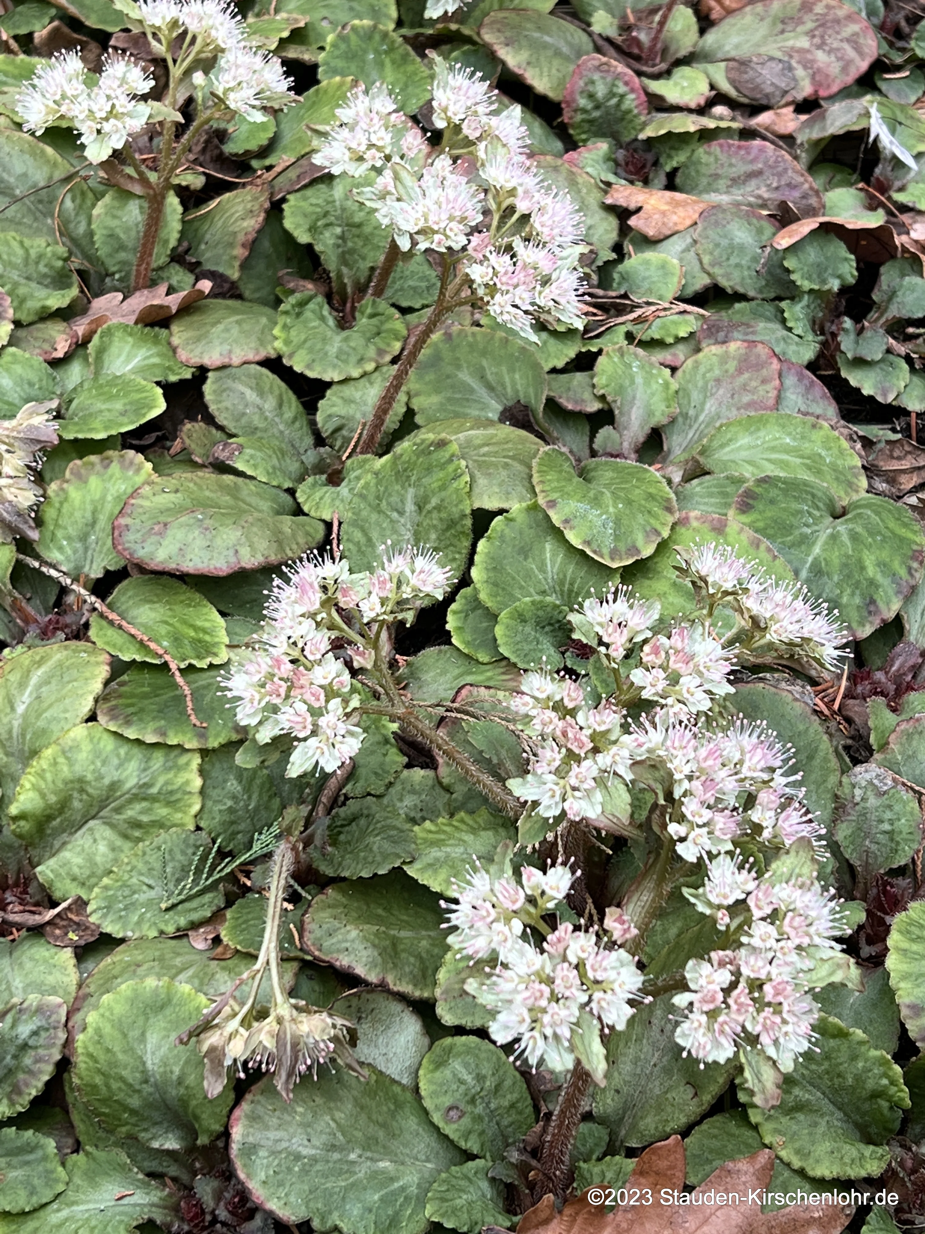 Chrysosplenium macrophyllum