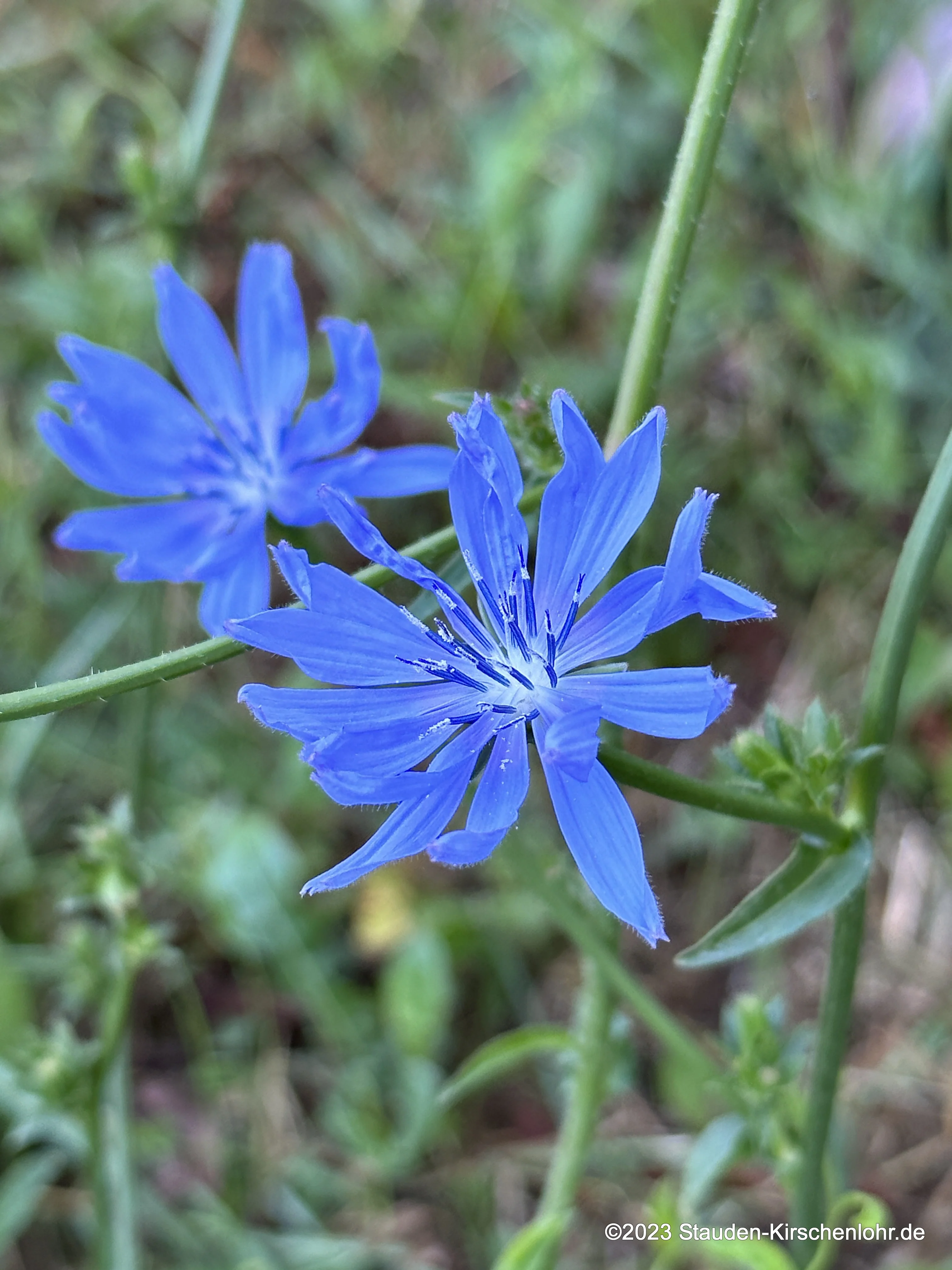 Cichorium intybus