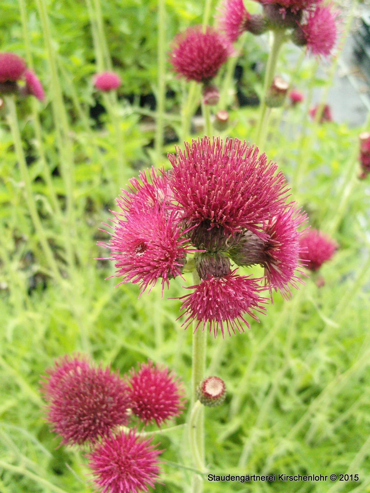 Cirsium rivulare 'Atropurpureum'