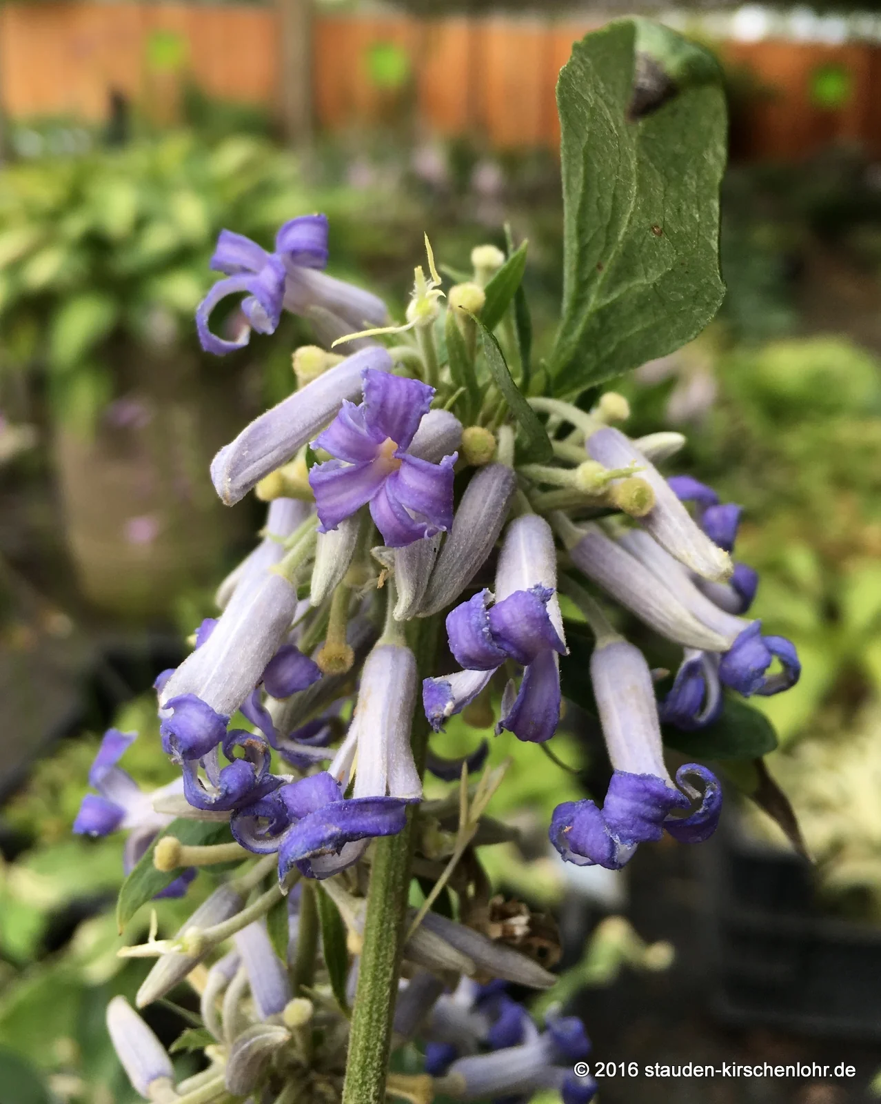 Clematis 'Crépuscule'