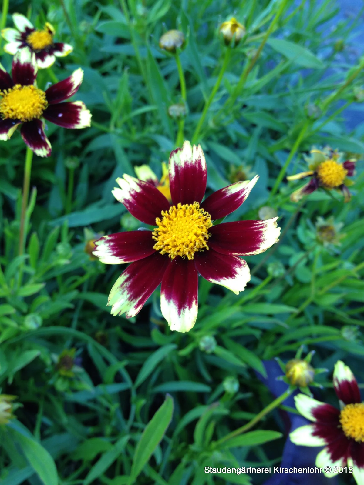 Coreopsis 'Cosmic Eye' ®