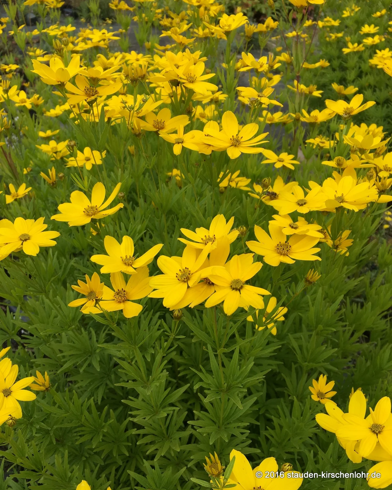 Coreopsis 'Johannes'