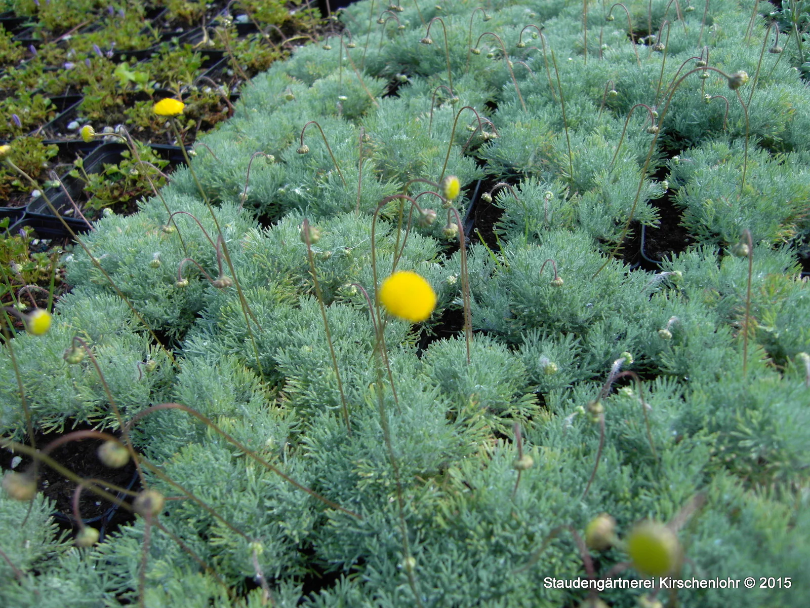 Cotula hispida