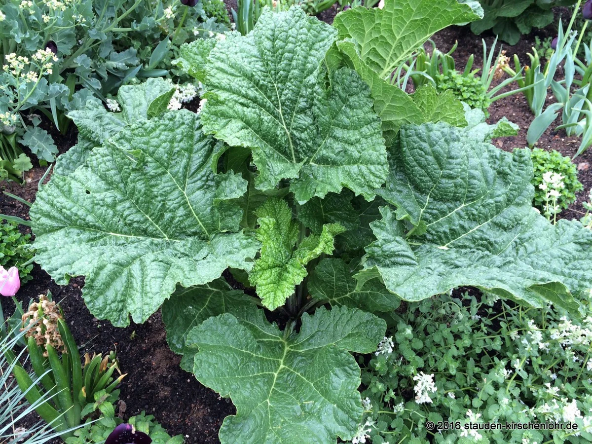 Crambe cordifolia