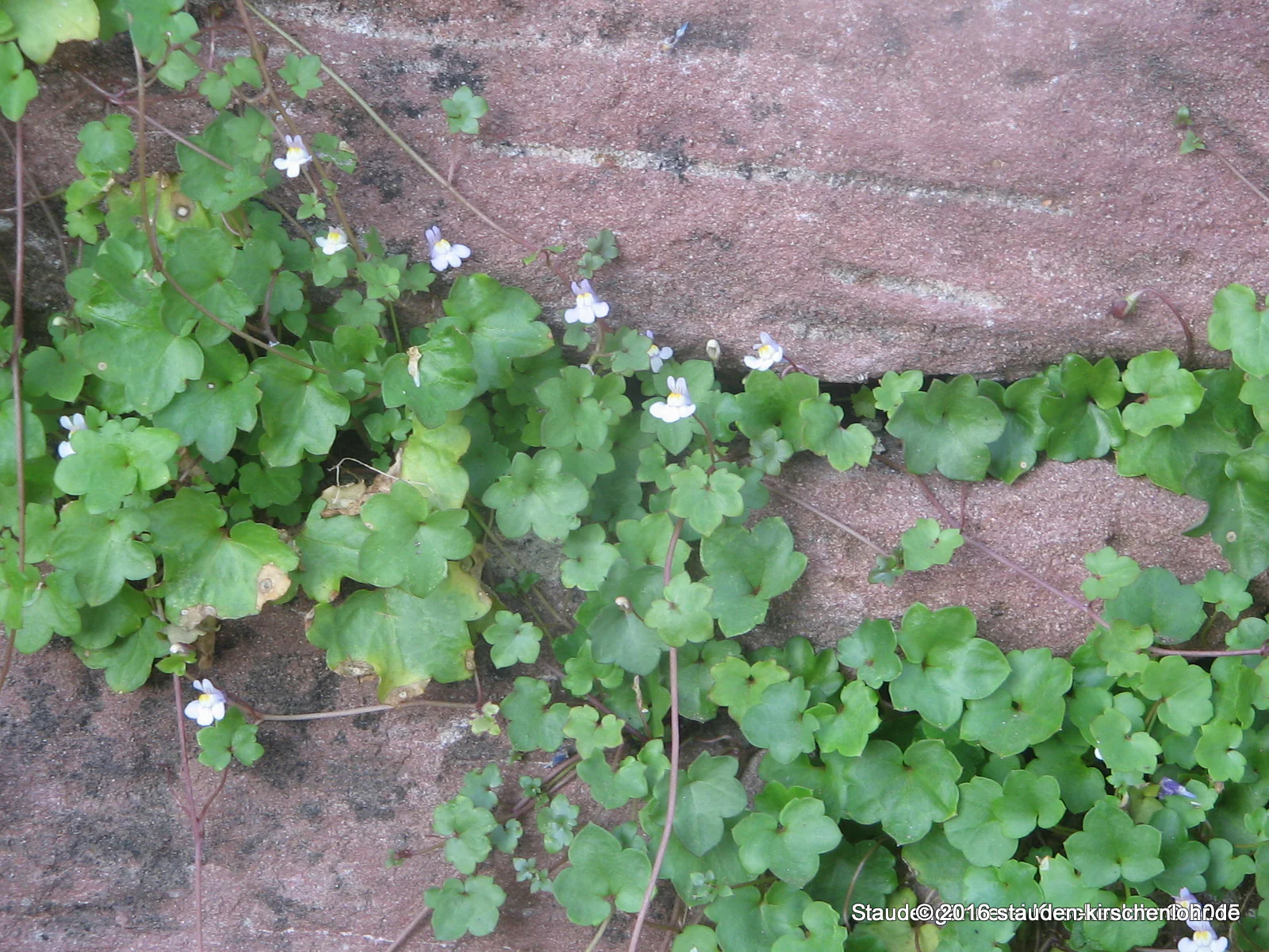 Cymbalaria muralis