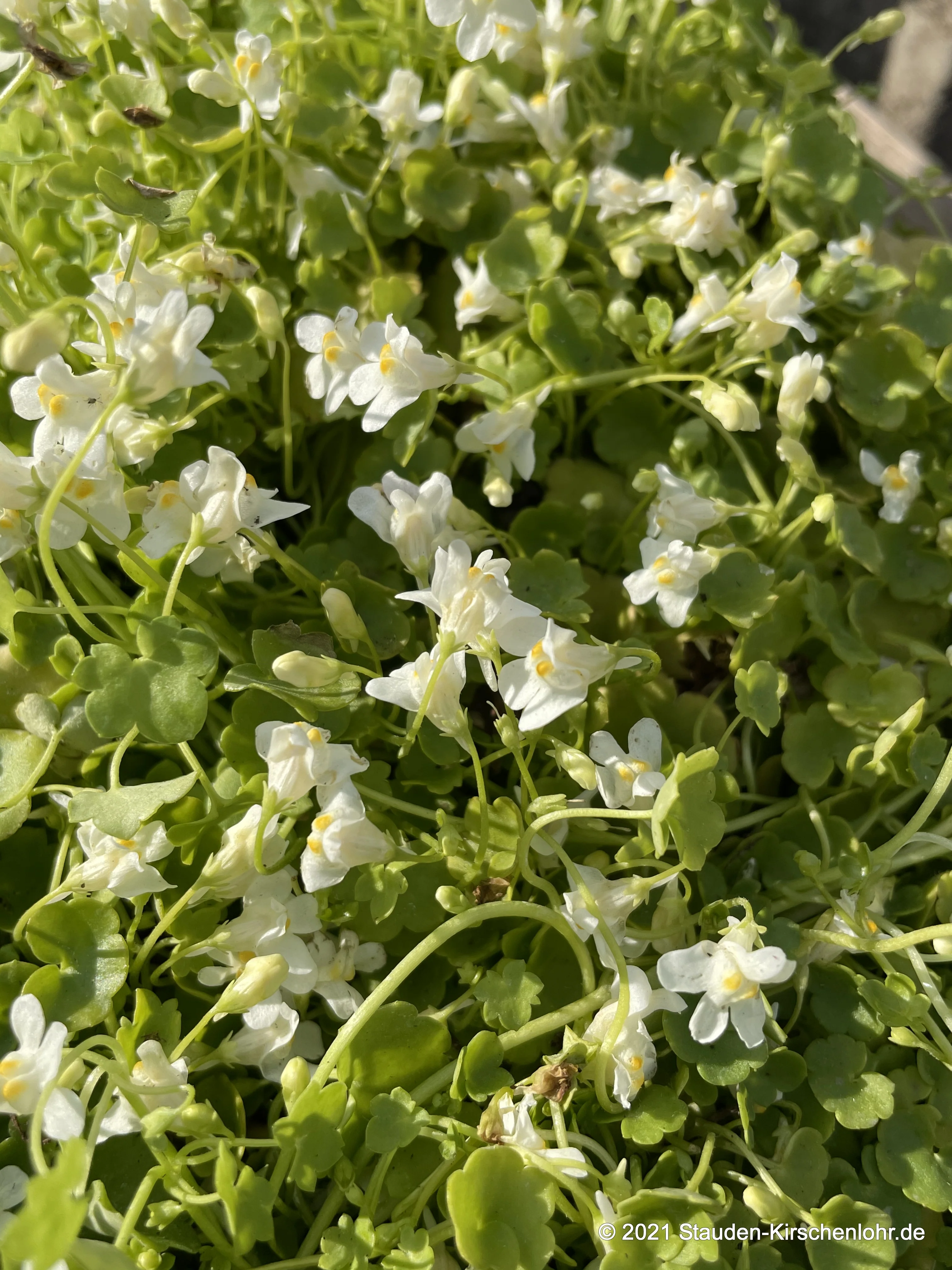 Cymbalaria pallida 'Taggle'
