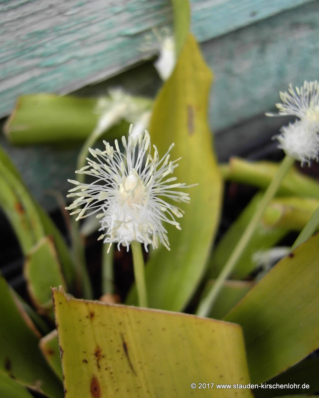 Cymophyllus fraserianus
