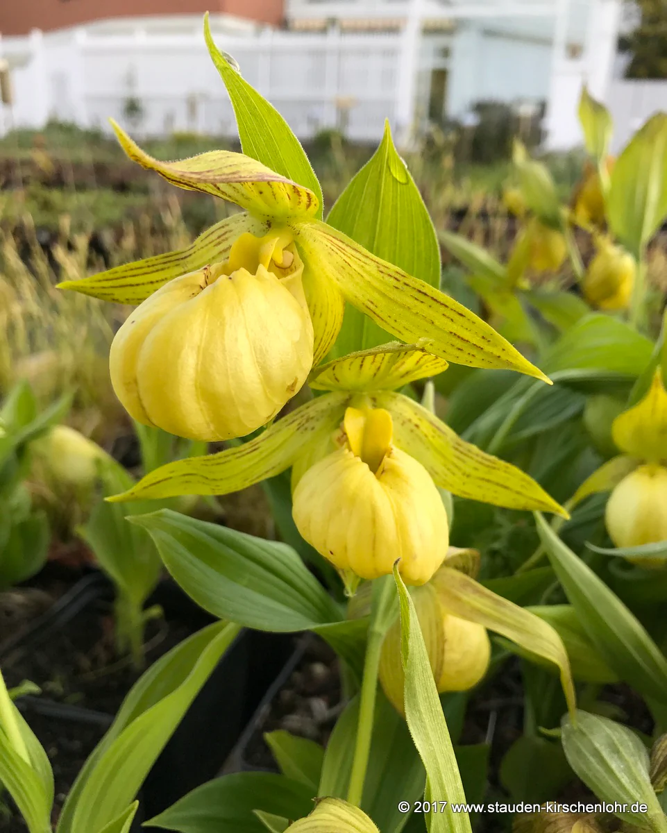 Cypripedium 'Barry Philipps' NIS