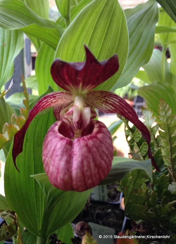 Cypripedium 'Memoriam Shawna Austin' NIS