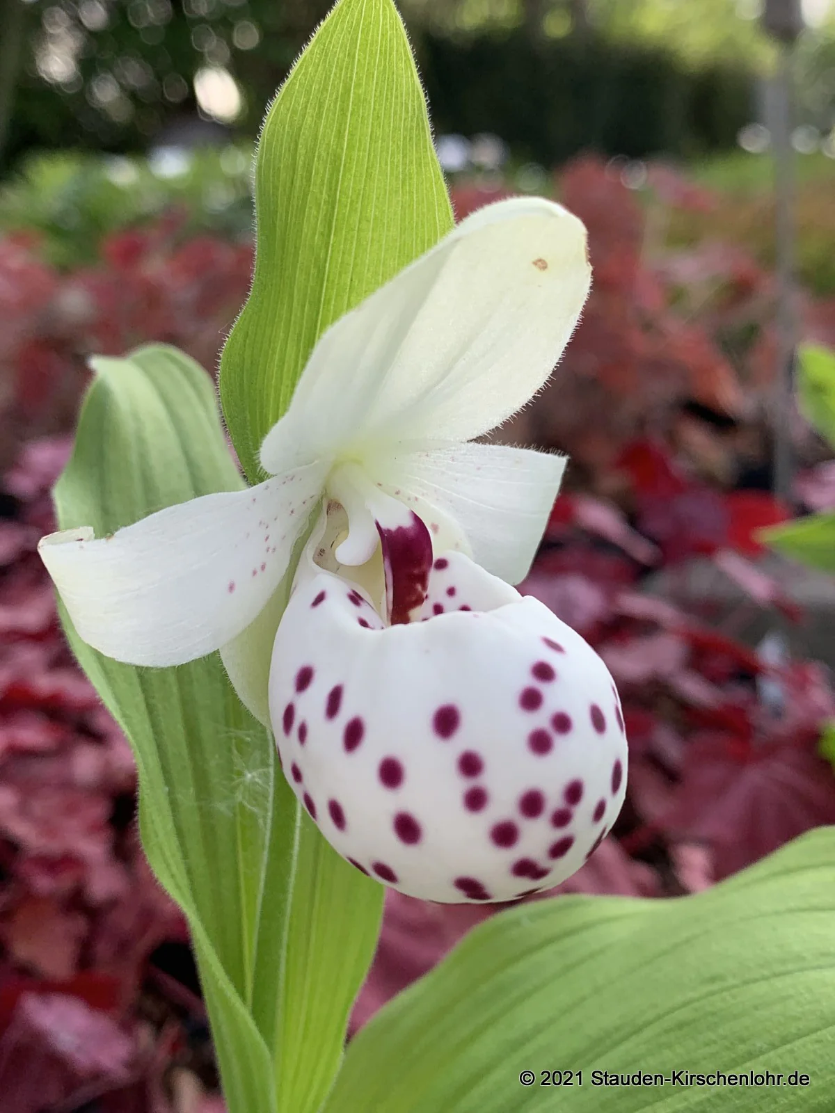 Cypripedium 'Ulla Silkens' veg. Klon gepunktet NIS