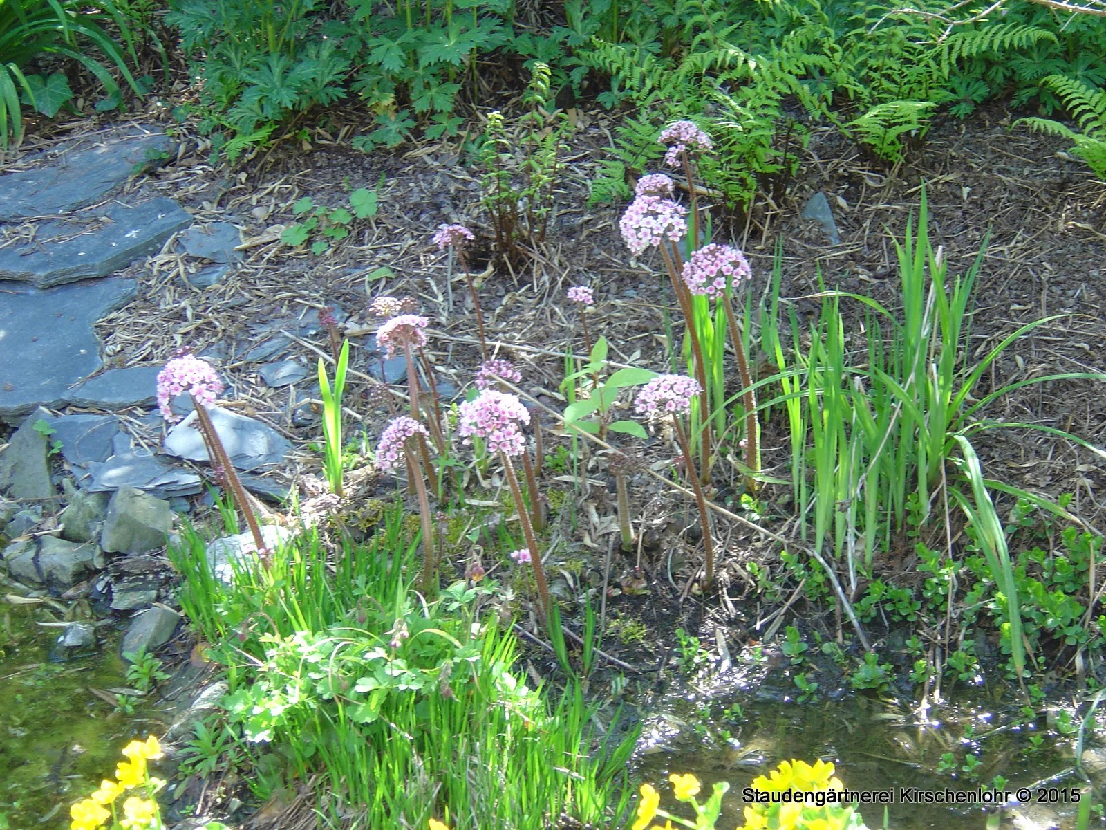 Darmera peltata