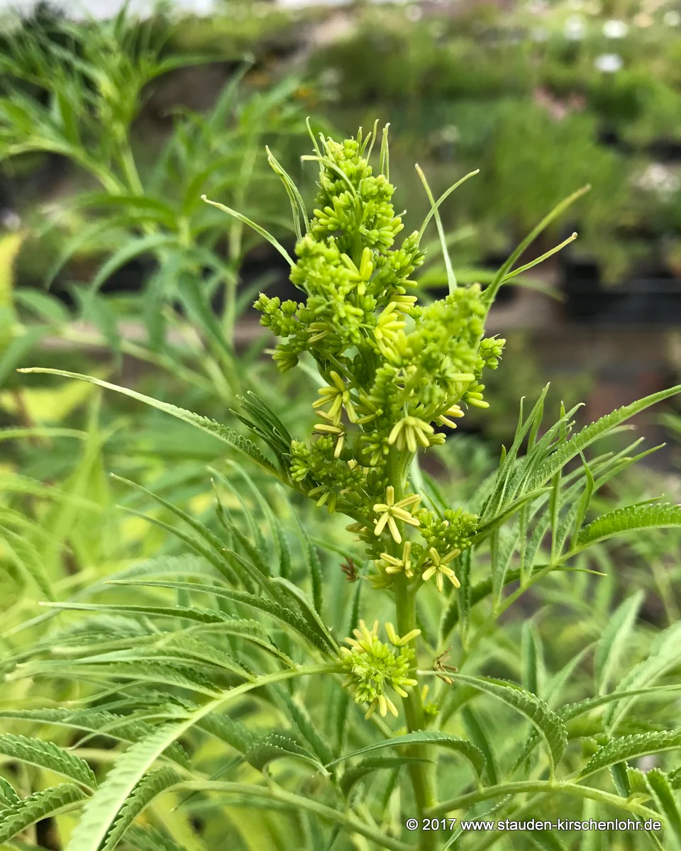 Datisca cannabina