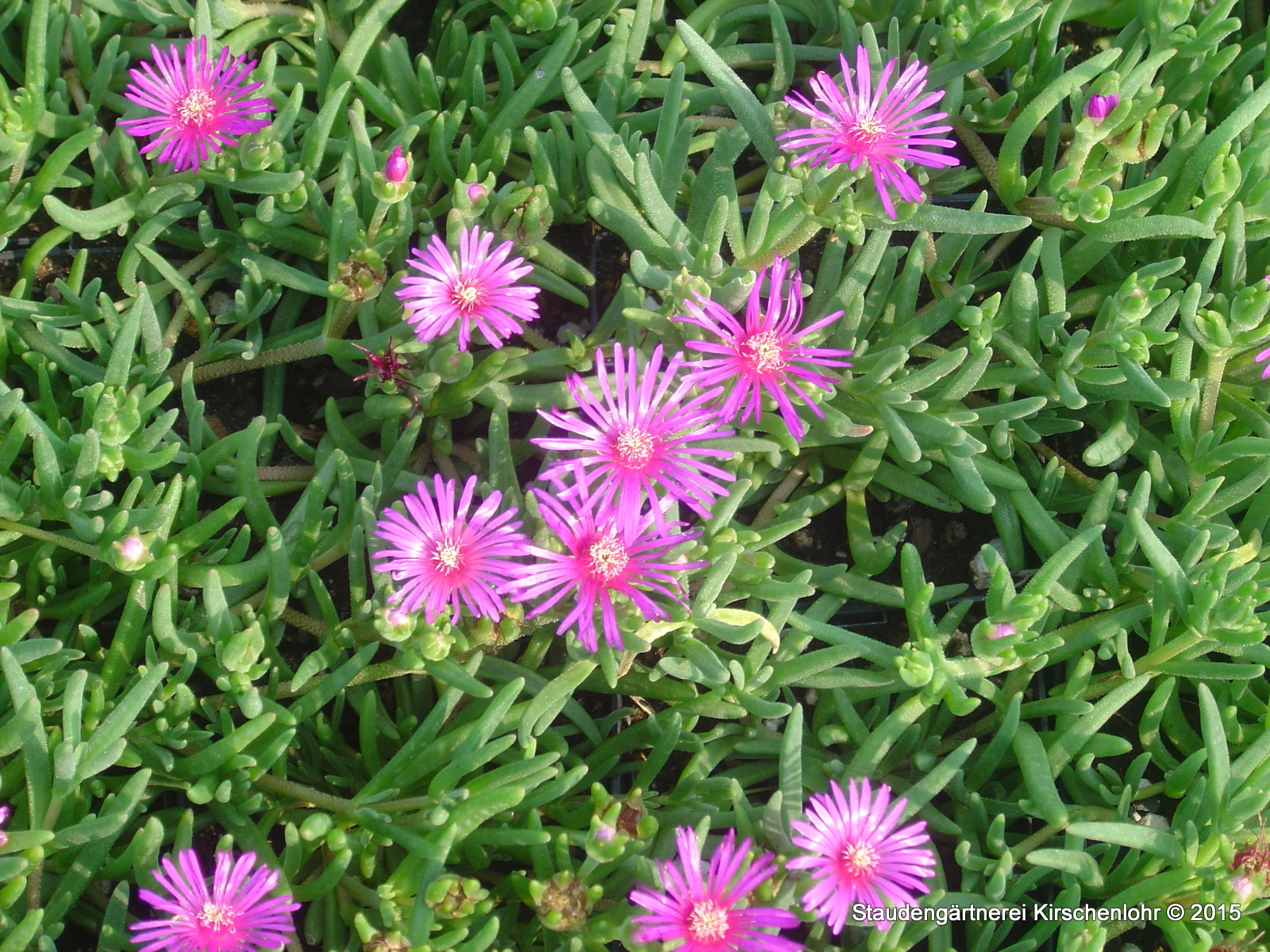 Delosperma cooperi